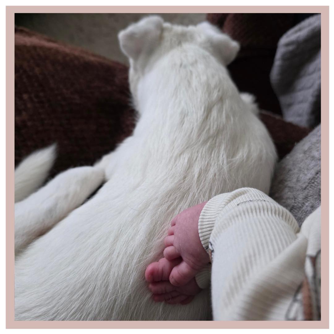 WELKOM ROZA! 🩷
Dit lieve meisje heet Roza en is het kleine zusje van Ezar. Ze werd bij 41+6 geboren, op 27-05-2026 om 08:26 uur en woog 3640 gram. 💕
Nadat Julia was gestript, begon het in de nacht steeds meer te rommelen. Rond 01.00 uur werden de weeën regelmatiger en toen Zoë bij Julia & Emre thuis aankwam, bleek ze al mooi op weg te zijn. Omdat haar vorige bevalling wat afremde tijdens de autorit, besloten Julia en Emre eerst nog even thuis af te wachten. Onder de warme douche vond ze wat verlichting, maar niet veel later was het tijd om richting het kraamhotel te vertrekken. 🚗
Daar werkte Julia zich, met steun van Emre, rustig en krachtig door de weeën heen. Het warme bad deed haar goed en hielp haar ontspannen. Toen de vliezen werden gebroken, nam de druk steeds verder toe. Milan nam de dienst van Zoë over en had de eer om bij het laatste stukje bevalling te mogen zijn. Julia moest nog even hard werken om de persweeën weg te zuchten omdat ze nog geen 10 cm ontsluiting had. Toen ze op bed ging liggen namen de weeeën even af en kon ze even bijkomen. 😮💨 We zien dit vaak gebeuren als vrouwen 10 centimeter ontsluiting hebben, een handig trucje van de natuur om even op te laden voor het persen! Een half uurtje later kwam de persdrang terug en kon Julia starten met persen. Hoewel ze vlak voor de geboorte even schrok van de intensiteit van de weeën, liet ze zich niet gek maken! 💪🏻 Om 08:26 uur werd een prachtig meisje Roza geboren, met een fantastische start. 🥰
Niet veel later lag ze tevreden bij mama op de borst en dronk ze al goed! Wat een bijzonder moment na een nacht vol verwachting en hard werken. 🤍
Lieve Julia & Emre en Ezar, van harte gefeliciteerd met de geboorte van jullie zusje en dochter! Wat hebben jullie dit samen ontzettend knap gedaan. We wensen jullie heel veel geluk, liefde en mooie herinneringen samen. 🌸 Veel liefs, Team LEV 🤎
#verloskundigenlev #LEVBaby #zwanger #bevallen #kraamtijd