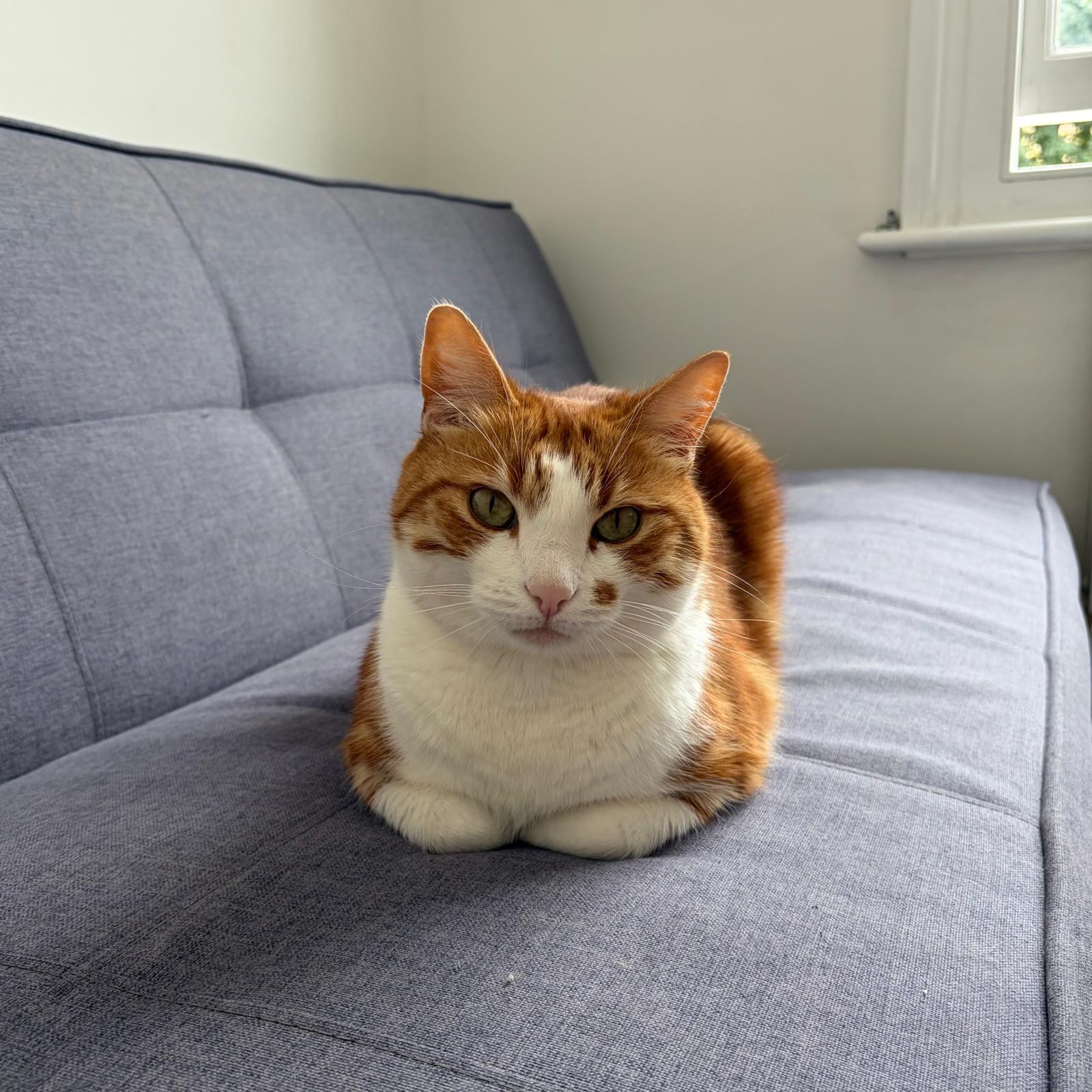 Kai - male / 5 years old (estimated)
Meet Kai - a beautiful old boy and an absolute angel.
Not only is he incredibly handsome, he is a very loving and affectionate boy - gently headbutting his humans to show his love. he is very vocal with his big meows and purrs. In his spare time he enjoys playing with his toys, watching the birds out the window, loafing, and making lovely biscuits.
Kai enjoys lots of attention and loves chin strokes, belly rubs and likes to lift blankets with his little paws so he can nap underneath.
He can use his litter tray and scratching post, and is very polite when it comes to dinner time.
Kai would best suit a home where he gets lots of attention, so someone who is often home would be the perfect match. He would also suit a home without children.
Do you sound like his match?
---
📄 For more information about adoptions please head to our website. Be sure to read our resources and FAQs while you’re there!
🙏 Please consider donating via our fundraiser posts or the link in our bio. PayPal Giving Fund has no commission or payment fees. ALL donations go towards vet bills.
💊 Please be aware that some kitties may have pre-existing medical conditions that require a more expensive insurance policy. Ages are usually estimated.