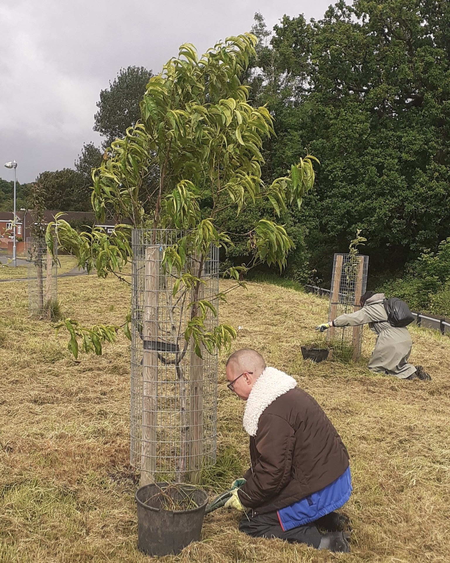 We spent some time last week caring for #PennyacreOrchards in #DruidsHeath with our lovely volunteers, clearing around the bases of our fruit trees across our three orchards.
