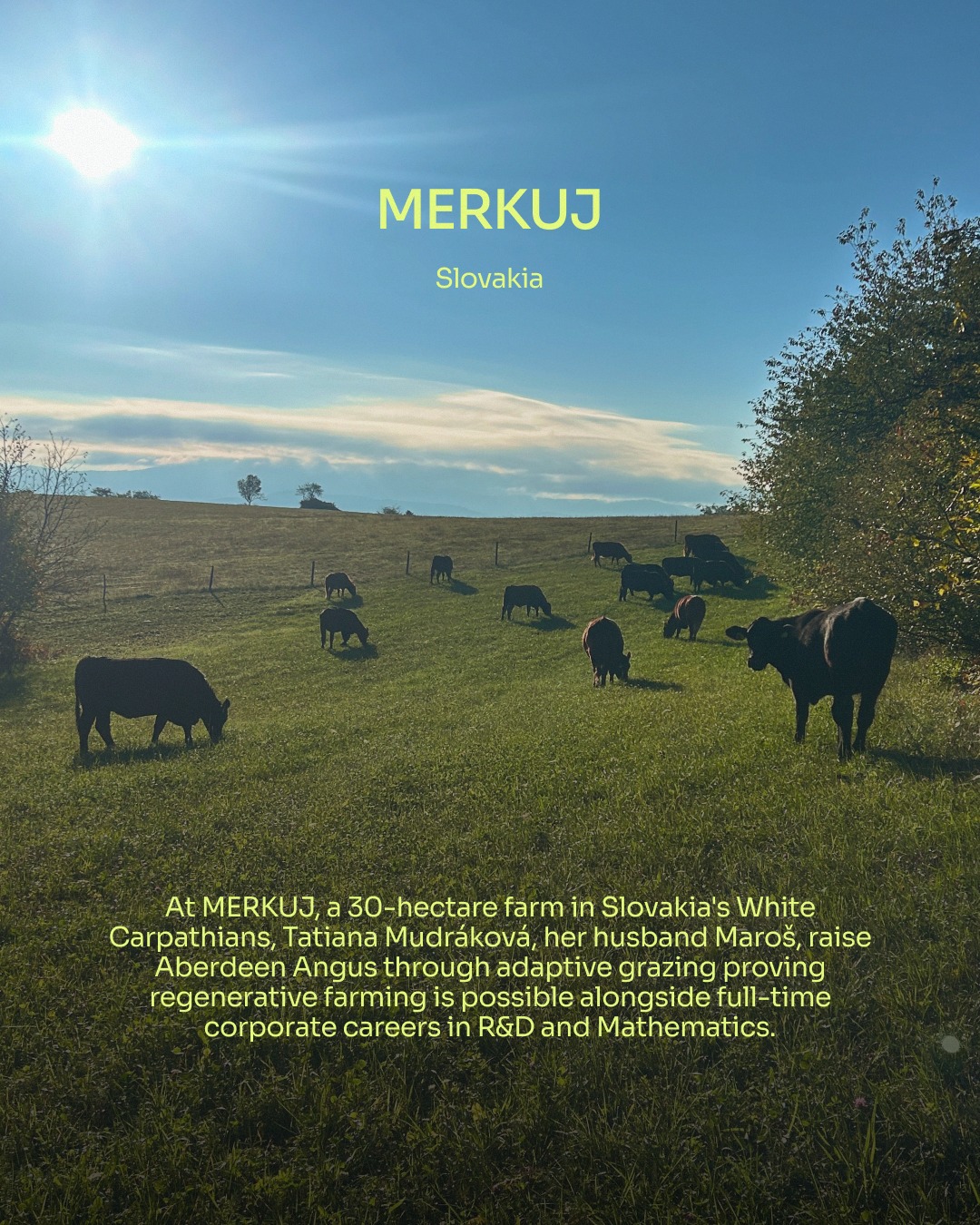 What if your two best teachers were YouTube and a herd of Aberdeen Angus?
At @merkuj.co, Tatiana and Maroš Mudráková are proving regenerative farming doesn't require an agricultural background. All it requires is curiosity, dedication, and a willingness to learn.
On 30 hectares in Slovakia's Melčice Valley, they manage 34 Aberdeen Angus through adaptive grazing, applying their R&D and Mathematic backgrounds to track soil, biodiversity, and herd impact through observation, photo records, and farm management software.
With direct-sale beef and a regenerative agriculture education centre in the pipeline, MERKUJ is on its way to becoming a regional hub for regenerative farming.
It will be the exact kind of place Tatiana and Maroš wished for when they started in Slovakia. One they are now building for everyone who comes next.
🔗 Follow the link in @top50farmers bio for the full story of how two self-taught farmers are bringing regenerative agriculture to Slovakia's White Carpathians.
✍️ Written by @top50farmers and Isabel Duncan @sunpatchcreative
#top50farmers #tatianamudráková #top50farmers2026 #merkuj #t50f2026 #T50F #regenag #regenerativeagriculture #regenerativefarming #soilhealth #knowyourfarmer #futureoffarming #europe #slovakia