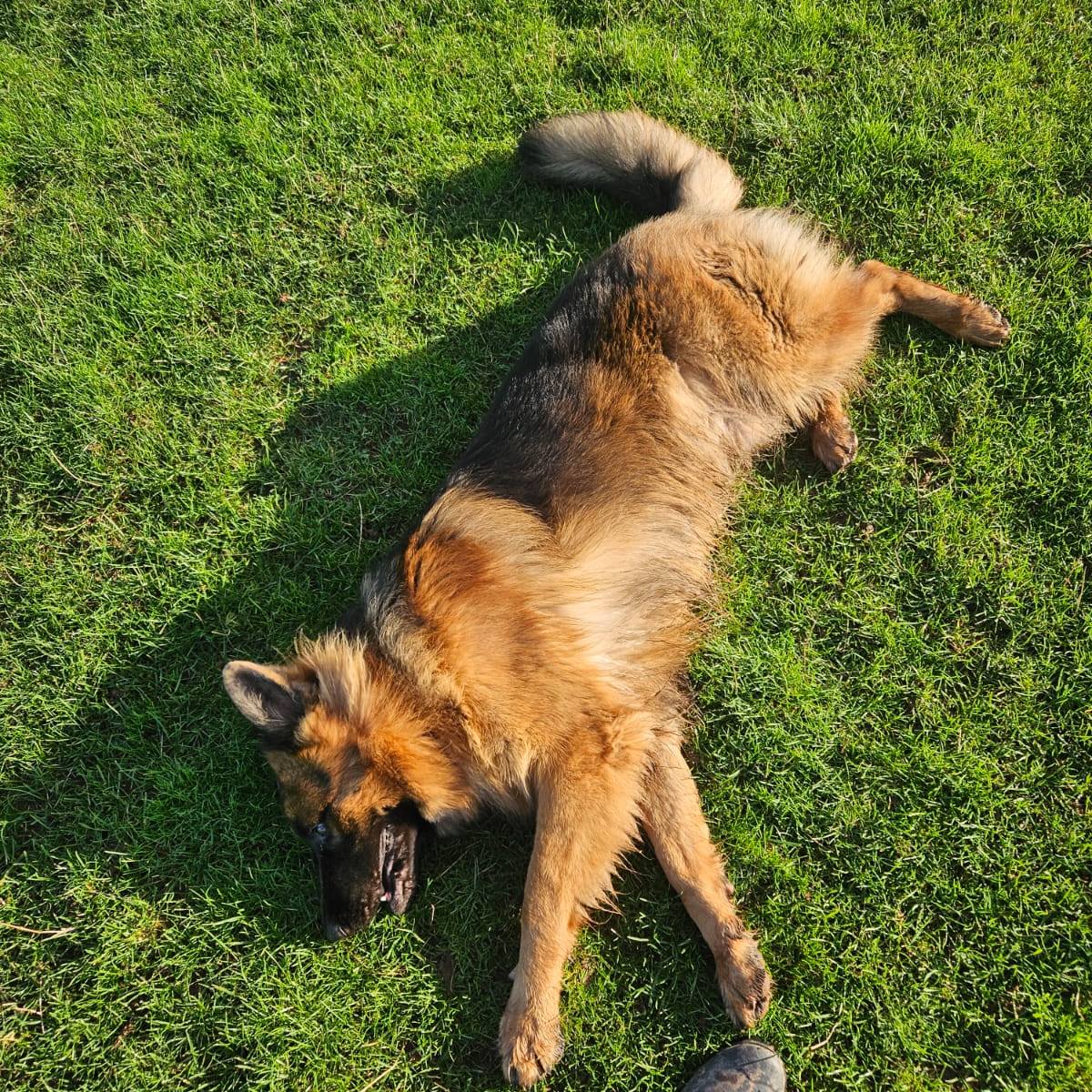 🌧️ Brave the rain? The dog walking field has a space available today from 2:30pm until 5pm.
Perfect for dogs who don’t mind a bit of mud and owners who are feeling brave!
Book your slot and let them have a good run around 🐾