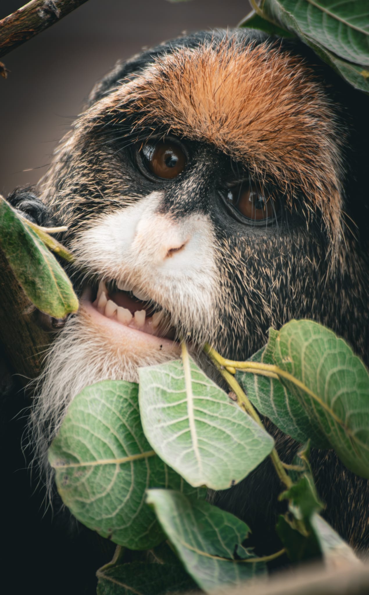**Photography Course at Fife Zoo 📸🦓**
Our next photography course is taking place on Friday 26th June, giving you the chance to enjoy a relaxed, creative day at the zoo while learning how to capture better animal photos.
Whether you’re just getting started or you’d like to build your confidence behind the camera, this course is a brilliant opportunity to practise your skills in a unique setting, with plenty of amazing animals to photograph along the way.
Spaces are limited, so early booking is recommended.
Find out more and book your place via our website. 📷💚
https://www.fifezoo.org/phptpgraphy-workshop