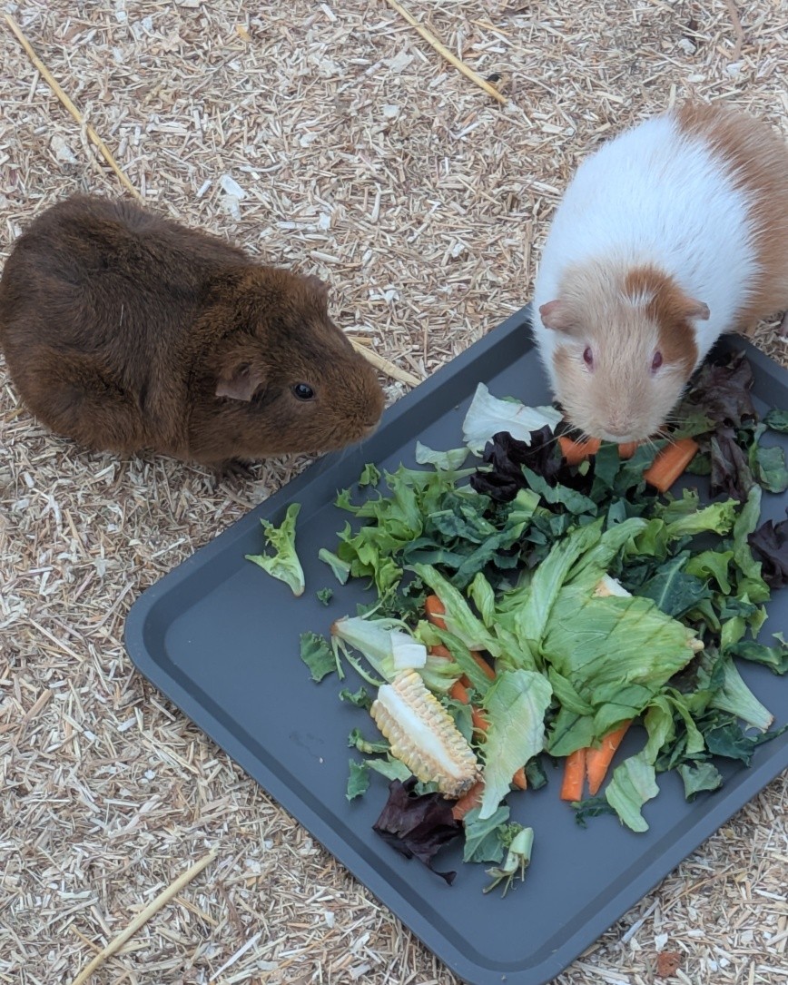 Our latest resident at Hollyview is Cookie; she is a gorgeous little girl who has been loved and looked after, but sadly lost her mate and was on her own. Her young owner made the very hard but right decision to find Cookie new friends to be with; Guinea pigs are very sociable creatures.
Cookie has settled in straight away and it's as if she has always been here - food is definitely her passion!!