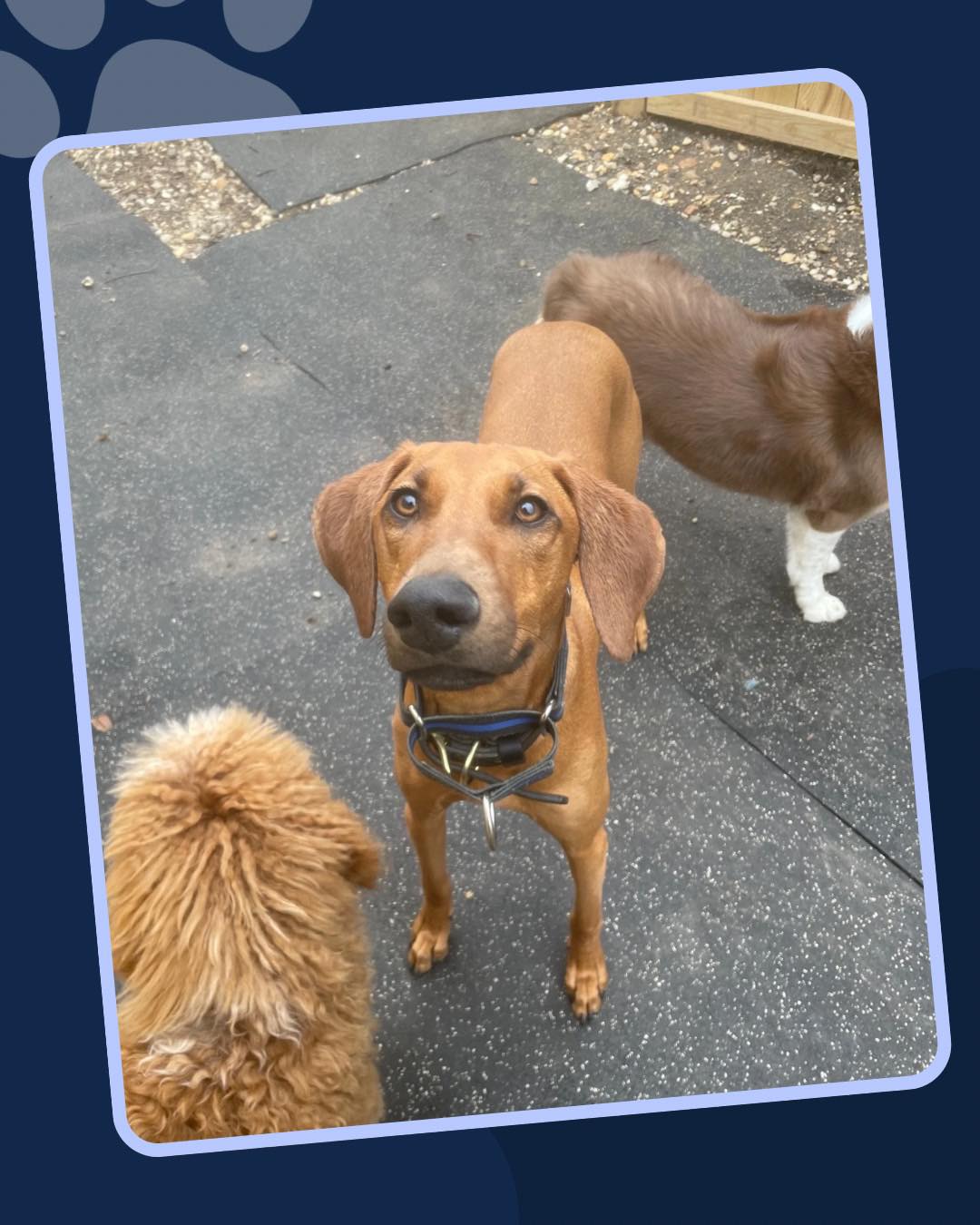 From zoomies in the playroom to outdoor adventures in the fresh air! ☀️
And making new friends all day long 🐶
👉 Swipe to see their happy faces! 🐾
#GivingTree #Virginia
#givingtreeK9club #fallschurch
#Dogboarding #adventuredog