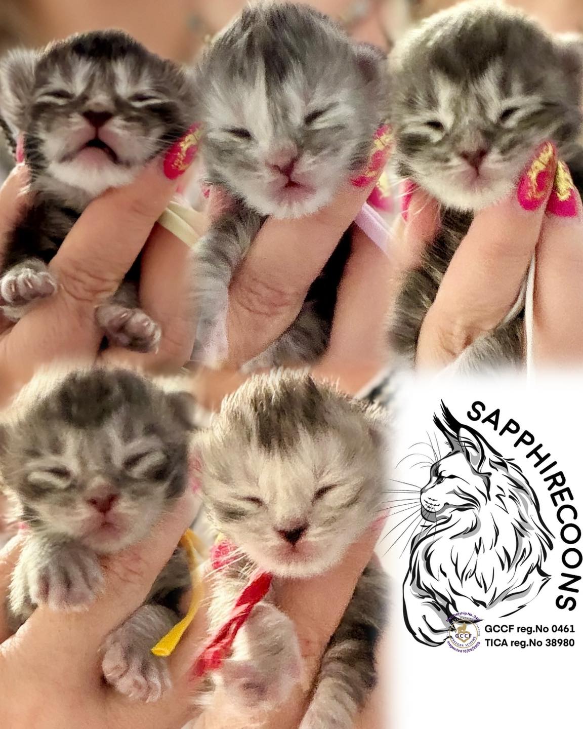 ✨ LITTER U - 1 WEEK UPDATE! ✨
Marceline & Phoenix Babies 🐾
10.06.2026 (Morning Weigh-in)
❤️ Red: 128g ➡️ 252g (+ 124g / + 97%)
💜 Lilac: 121g ➡️ 250g (+ 129g / + 107%)
💛 Yellow: 128g ➡️ 262g (+ 134g / + 105%)
💚 Pistachio: 116g ➡️ 222g (+ 106g / + 91%)
🩶 Grey: 152g ➡️ 277g (+ 125g / + 82%)
The babies are one week old today! Some of them have officially doubled their birth weight, and the rest are very close. We couldn't be prouder! 👇
#MaineCoon #SapphireCoons #responsiblebreeding #mainecoonkitten #mainecoonbreeder