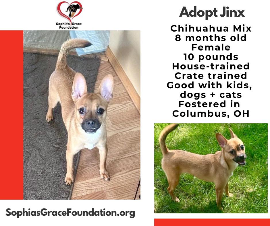 🐾 MEET JINX 🐾
Yes, her name is Jinx. Yes, she bit someone when she first arrived. We’re not here to sugarcoat it — but we ARE here to give you the full story. 👀
Jinx came to us from the Franklin County Dog Shelter, scared out of her tiny 10-pound mind. Fear does funny things. But here’s what happened the moment she landed in a foster home?
Zero aggression. Zero. Zilch. Nada.
What she DID bring to the foster home:
✨ Zoomies at speeds that should require a license
✨ Blanket tug-of-war tournaments (she wins every time)
✨ Full-speed dog chasing around the yard
✨ Cuddling in your chair like she owns the place (she does now)
Jinx is 8 months old, 10 pounds of PURE chaos energy wrapped in the softest little body. She will play-bite your hands, your ankles, your ankles again — not because she’s mean, but because she is a PUPPY and she has OPINIONS about fun. A butcher bone helps. So does a fenced yard and someone who finds this endearing rather than exhausting. 😂
She’s great with kids, dogs, and cats. She just wants to PLAY. Constantly. Forever. Always.
If you’ve ever wanted a dog who is basically a Chihuahua-shaped golden retriever in a trench coat — Jinx is your girl. 🐕
✅ Chihuahua mix
✅ 8 months old
✅ Female, spayed
✅ 10 pounds
✅ House-trained & crate trained
✅ Good with kids, dogs & cats
⚠️ Warning: Will steal your chair, your heart, and possibly your socks.
📍 Columbus, OH
📩 Apply to adopt at the link below — Jinx has waited long enough.
🔗 https://www.sophiasgracefoundation.org/available-dogs/copy-of-tiny
#MeetJinx #SophiasGraceFoundation #sgfrescue #AdoptDontShop #ChihuahuaMix #FromFearfulToFearless #HighEnergyDogs #FranklinCountyDogShelter #RescueDogsOfInstagram #fosteringsaveslives #rescuedismyfavoritebreed #smallbreedrescue #dachshundrescue #ColumbusOH