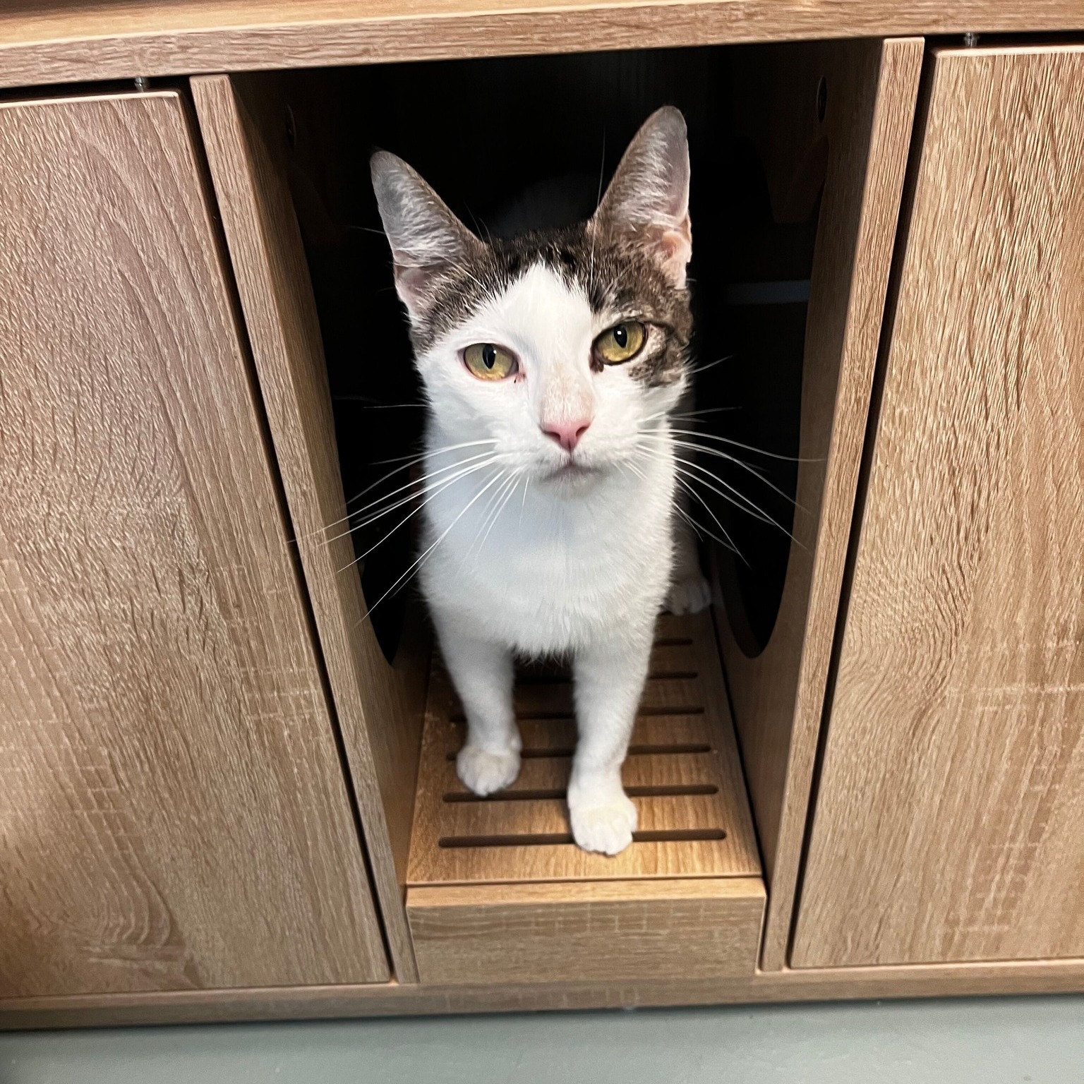 💜 Meet Violet! 💜 This beautiful girl is patiently waiting for someone to see just how special she is and trade shelter life for a loving forever home.
Could Violet be the missing piece of your family? Come meet her and see if it's meant to be! 🐱✨
📧 Interested in adopting? Email: adopt@dfwhumane.com
📍 4140 Valley View Lane, Irving, TX 75038
🕐 Hours: Tues–Fri 11am–6pm | Sat 10am–5pm