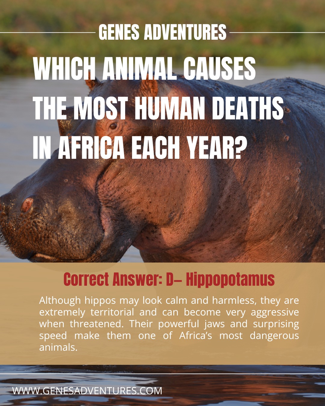 🎉𝐒𝐀𝐓𝐔𝐑𝐃𝐀𝐘 𝐀𝐍𝐒𝐖𝐄𝐑 𝐓𝐈𝐌𝐄!
Did you get it right? 👀The correct answer is:
✅ D — Hippopotamus
Surprised? 😲
Hippos are responsible for more human deaths in Africa each year than lions, elephants or crocodiles. Despite spending much of their day relaxing in the water, they are highly territorial and can run surprisingly fast on land. 🦛💨
This is one of the reasons why it's important to always follow your guide's instructions when on safari.
Did you know the answer? Let us know below 👇
#genesadventures #hippo #safari #tanzania #wildlife
