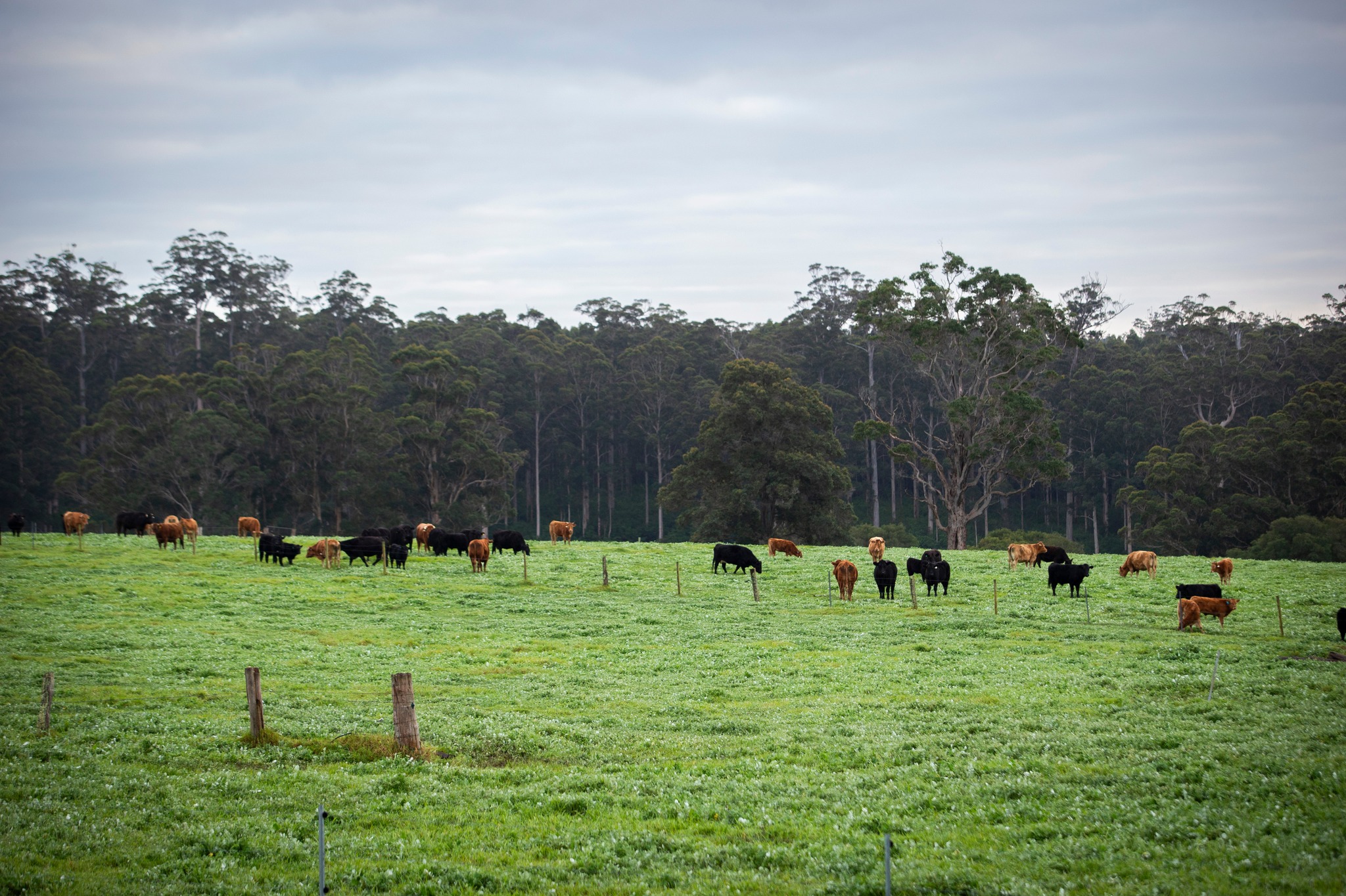 Winter brings a different rhythm to the Southern Forests, but it's far from quiet.
As orchards, vineyards and vegetable paddocks transition into the cooler months, the region's pastures come alive. Winter rainfall transforms the landscape into a patchwork of vibrant green, providing valuable feed for livestock and helping set the foundation for the seasons ahead.
Across the region, growers are pruning, maintaining equipment, improving infrastructure and preparing for the next cycle of growth, while farmers make the most of the cooler conditions and fresh pasture growth. Beneath the forest floor, truffle season is also getting underway.
Every season has its role, and winter is where the groundwork is laid for another year of exceptional Southern Forests produce.
What do you love most about winter in the Southern Forests?
šø @craigkinderfood at @belvedere_valley for Genuinely Southern Forests
#GenFresh #GenuinelySouthernForests #SouthernForests #WinterDownSouth
