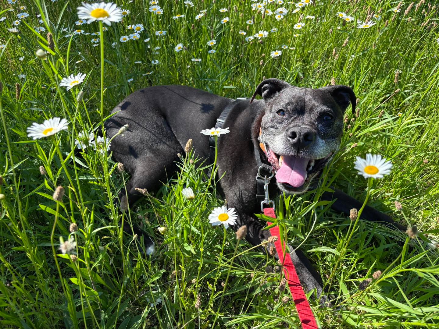 Shhhhh Milo is hiding!! #imaprettyflower #muttsofinstagram #summahtime 📸 by AB