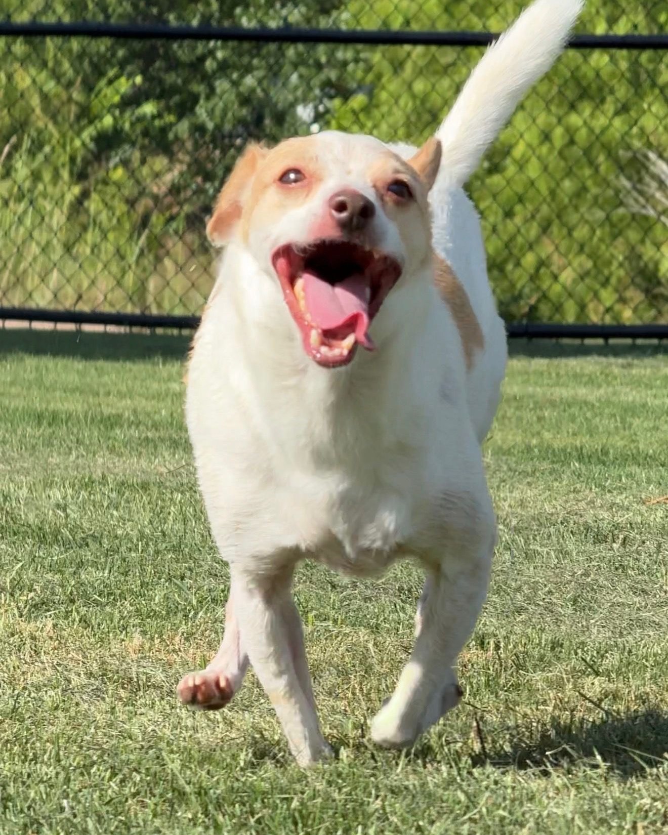 That Humpday feeling when you realize you're halfway to the weekend! 🚀🐾Coco may be new to the shelter, but he's already showing us how to tackle Wednesday: with maximum enthusiasm and all four paws off the ground 😹