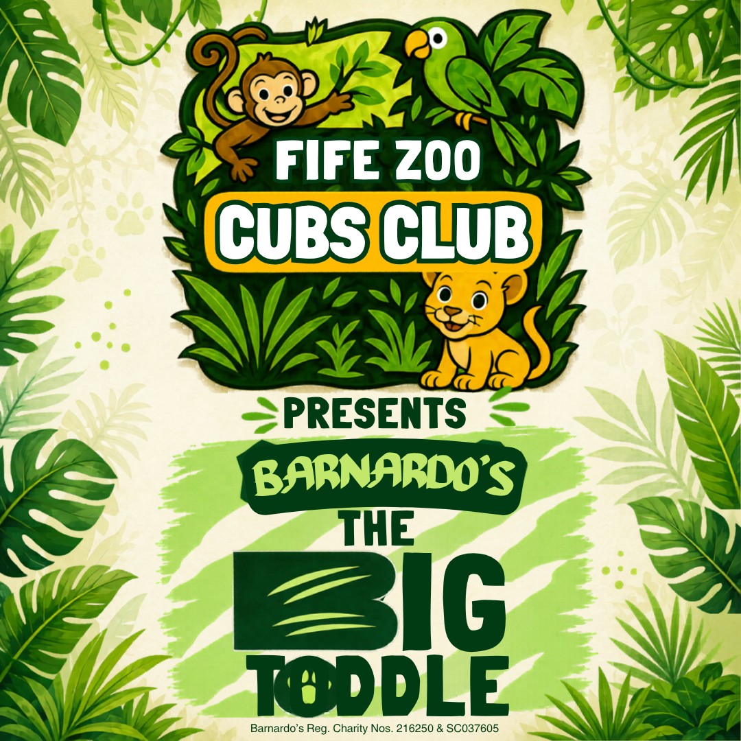 Our Big Toddle is just 2 weeks away!!🚶🏻♀️🚶🏽♀️🚶🏽🚶🏼
A half mile toddle around the zoo, taking in the sights and sounds of the animal enclosures while raising money for Barardo's.
Each child entering receives a sponsor form, activity pack, juice and biscuits, plus you're welcome to spend the rest of the day around the zoo. Adults go free for this event.
Take a look and book in now https://www.fifezoo.org/the-big-toddle-at-fife-zoo