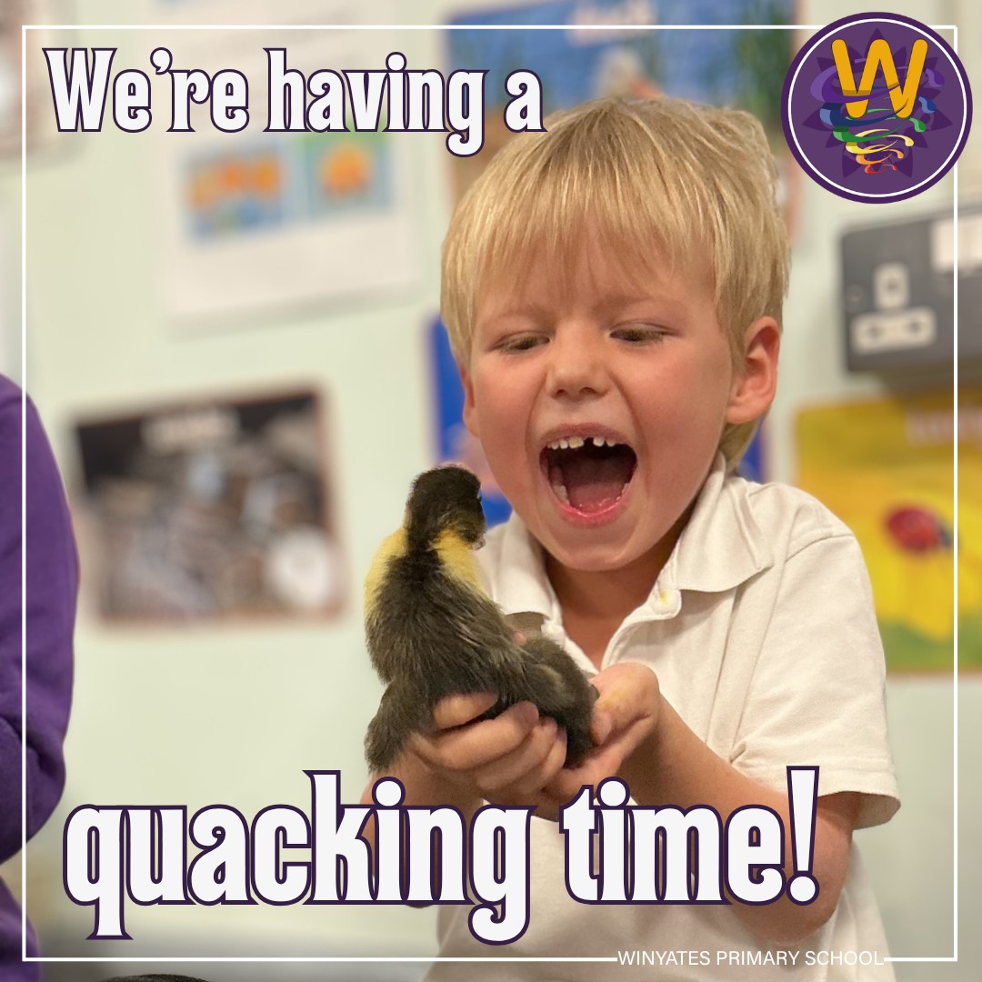 🦆 Our Winyates Ducklings! 🦆
We have been incredibly lucky at Winyates to welcome some very special visitors into our classroom – our very own ducklings! From watching them hatch from eggs to caring for them each day, the children have loved every moment of this exciting experience. 💛
Having the ducklings in school has created so many wonderful learning opportunities. The children have explored the life cycle of a duck through exciting activities and produced some amazing writing about each stage of their journey. They have also had lots of fun naming our ducklings, drawing detailed pictures, and labelling the different parts of a duck. ✏️🎨
This hands-on experience has sparked so much curiosity, care and excitement, creating memories we know the children will treasure for a long time. We are so proud of the enthusiasm and fantastic learning they have shown throughout this special experience! 🌟
.
.
.
#quackingtime #bringinglearningtolife #lifecycles #eyfs #winyates #BestStartInLife