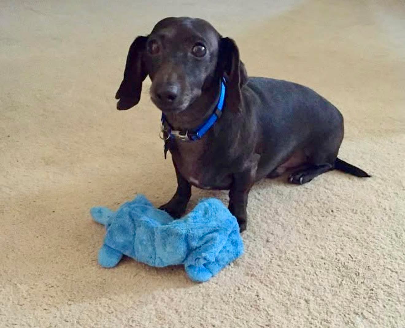Twelve years ago, a sweet, shy dachshund with soulful eyes left our rescue on the best kind of mission: to find his person. 🐾🌭
We heard the news that sweet Oscar has crossed the Rainbow Bridge. Our hearts ache with hers. But then she sent us photos of her nursery… and guys, we’re not crying, you’re crying. 😭💕
A dachshund-themed nursery (in progress)
A wall (and room) full of dachshunds. A little weenie dog basket. Dachshund rocking chair toy. And Oscar’s collar resting nearby, keeping watch over her first baby. Photos of Oscar still need to be added.
That’s the thing about rescue love — it doesn't end when they leave. It grows. It moves with you. It shows up in crib mobiles and onesies and in the way you love something small and fierce forever. 🕊️👶🏼
Thank you for giving Oscar 12 beautiful years. And thank you for showing us that a rescue dog’s legacy can be… a whole new beginning.
Run free, Oscar. You’ll always be her first baby. And now? Best uncle ever.
#RescueLoveNeverEnds #DachshundForever #RainbowBridge #LegacyOfLove #WeenieDogNursery #AdoptDontShop #sophiasgracefoundation #sgfrescue 🐶✨