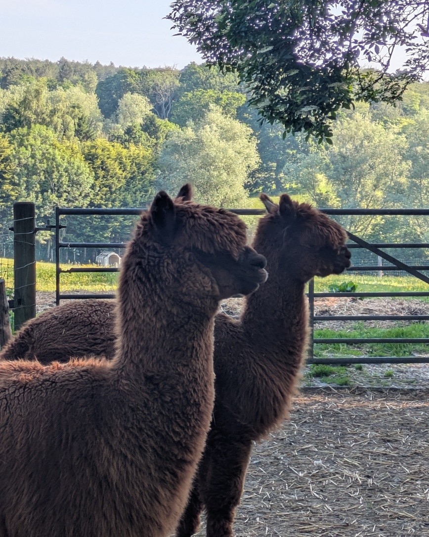 It's that time of year again when the alpacas and sheep are sheared - luckily they were done just before the hot weather hit.
Two of our sheep are partially sighted, so to make it less stressful for them they are always sheared in their field. We are very lucky to have Aaron our shearer, who is extremely compassionate towards our animals and sensitive to their needs, and therefore makes the whole process very easy.