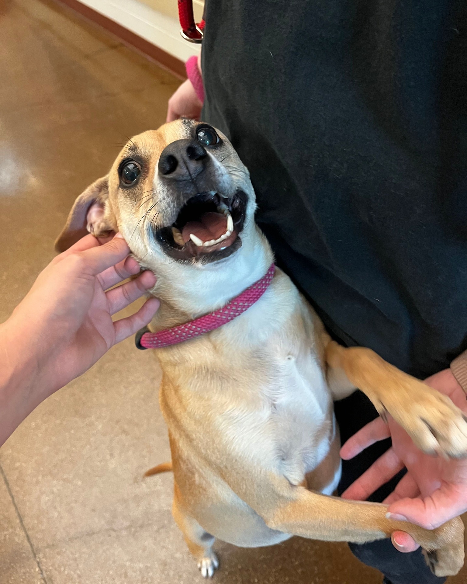 🐾 Meet Flako! 🐾 This adorable 3-year-old Chihuahua is a sweet little guy who is ready to leave shelter life behind and find a family to call his own. He loves to play, but he loves to cuddle even more- now he just needs someone to give him the second chance he deserves 💖🐾