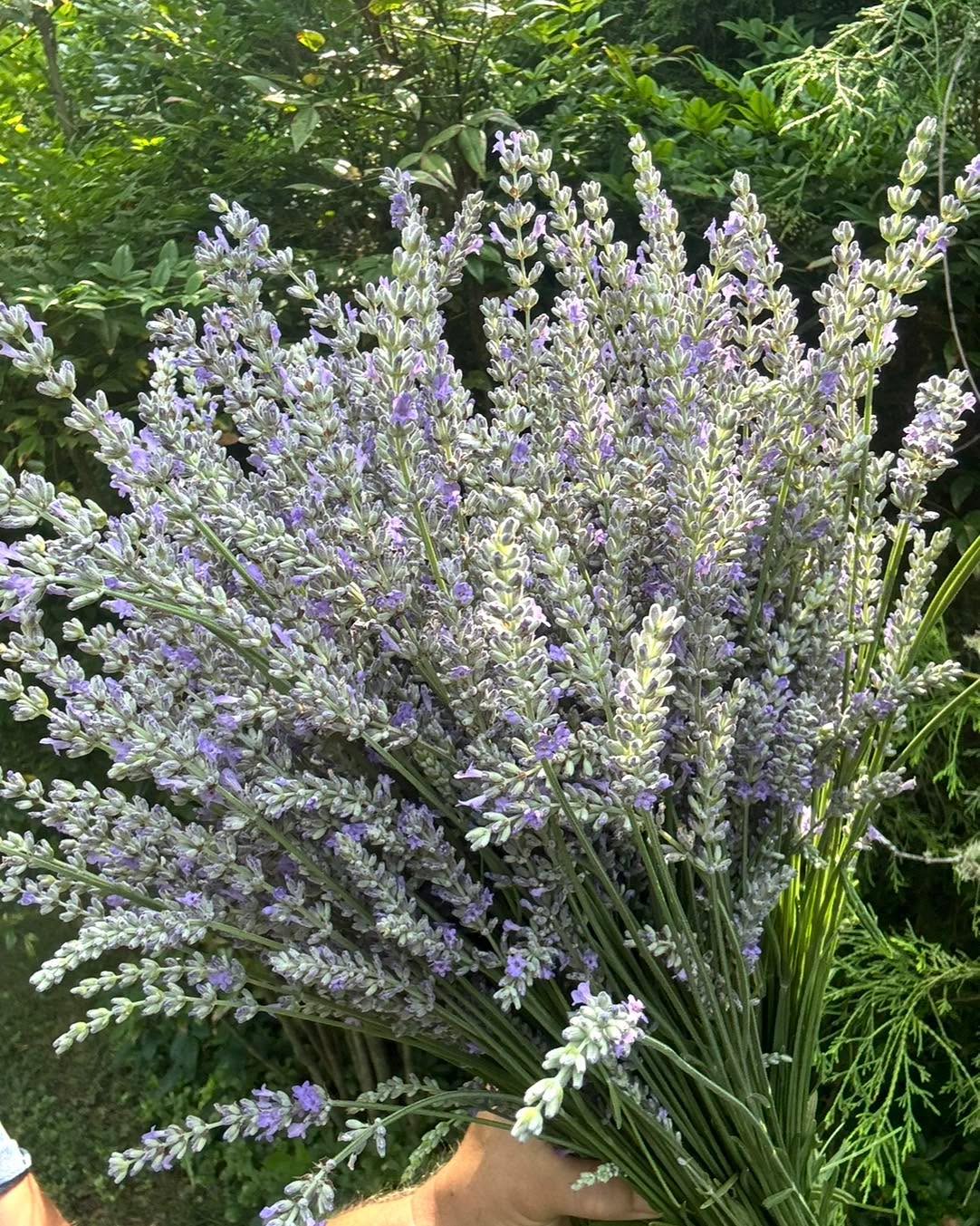 It’s almost lavender season!!! 💜 we’ve tried a lot of varieties over the years (decades) and we’ve landed on our favorite: Provence Lavender
It’s one of the most fragrant varieties, long stunning spiked blooms, great for cut flowers and dried for crafts, pollinator magnet, deer resistant, culinary, drought tolerant (be sure it’s in a well drained area), beautiful silver foliage all year long, gorgeous hedge plant (forms a nice mound) and has been reliably winter hardy! Atleast for us! It’s just an all around winner.
We have this at the market every Saturday! Along with one of my personal favorites: Fernleaf lavender. Not winter hardy but an all season bloomer with stunning lacy foliage!