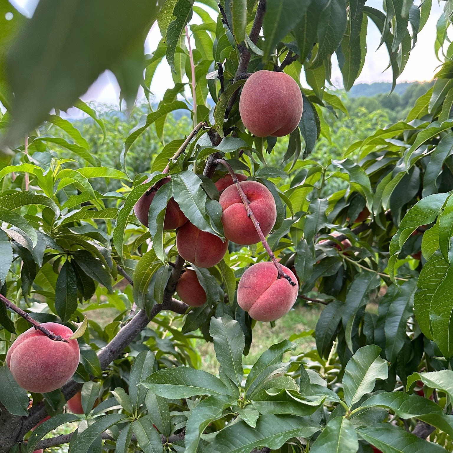 Ever wonder why farmers remove fruit from their trees before they're ripe? 🍎🍑
Over the past few months, our team at Sky Top Orchard has been hard at work hand-thinning our fruit trees in preparation for the season ahead! This important process helps us grow bigger, sweeter, and healthier fruit for you to enjoy throughout the year.
While it may seem strange to remove some fruit, thinning allows each tree to focus its energy on producing higher-quality fruit while supporting the long-term health of the orchard.
There’s a lot of behind-the-scenes work that goes into every apple and peach we grow, and we love sharing that journey with you!
Read more about hand-thinning and why it matters in our latest blog post on our website. 🍎🍑✨
#SkyTopOrchard #AppleSeason #NorthCarolinaPeaches #FreshPeaches #BehindTheScenes