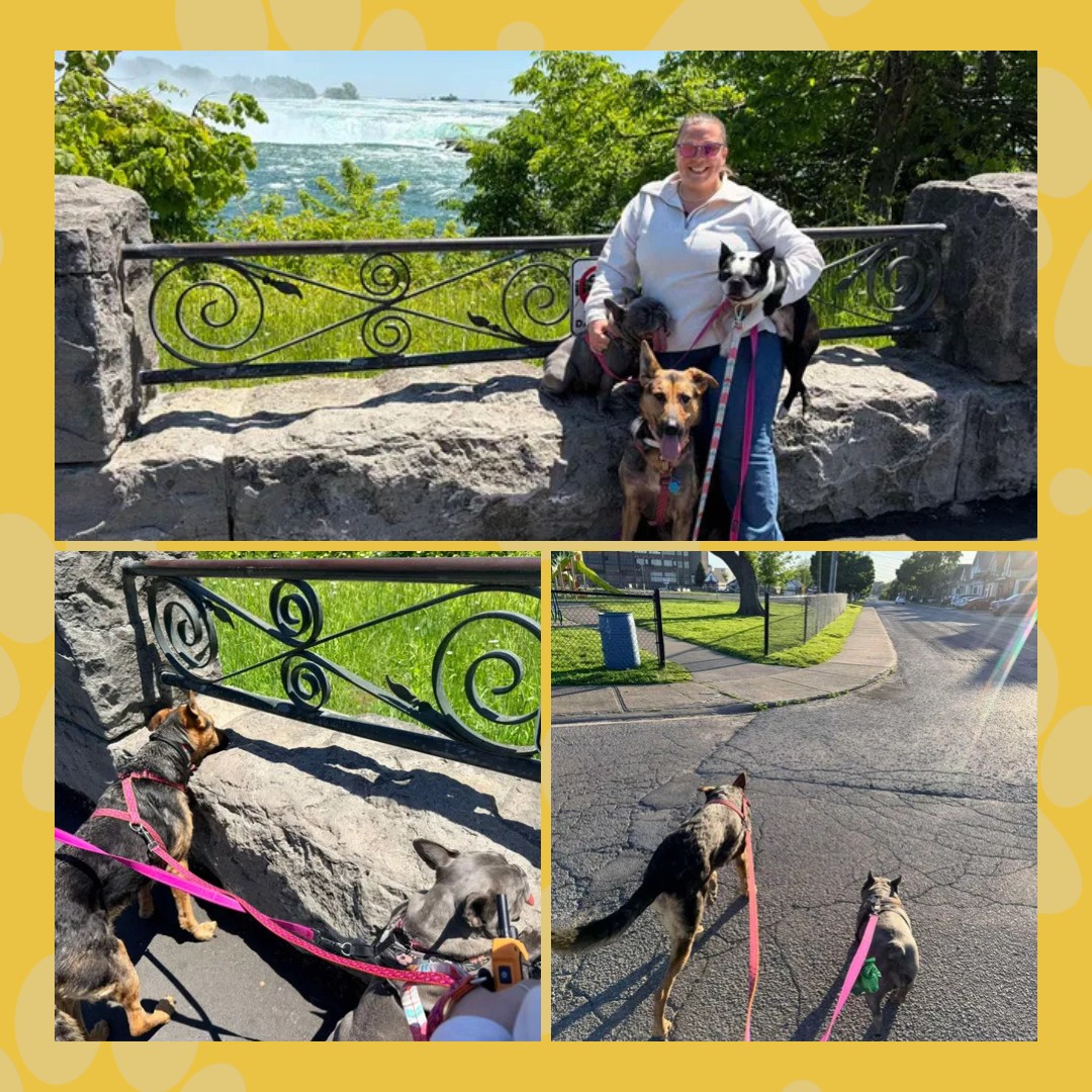 🐾 Adoption Update: Luna 🐾
After being adopted by her wonderful family in New Hampshire, Luna has been enjoying all kinds of adventures with her fur siblings-- including an international trip to Niagara Falls in Ontario!
Seeing Luna thrive means so much to us. This sweet pup went from struggling with chronic allergies in Texas to living a life full of love. Our hearts are so full knowing she found the family she was always meant to have 💖