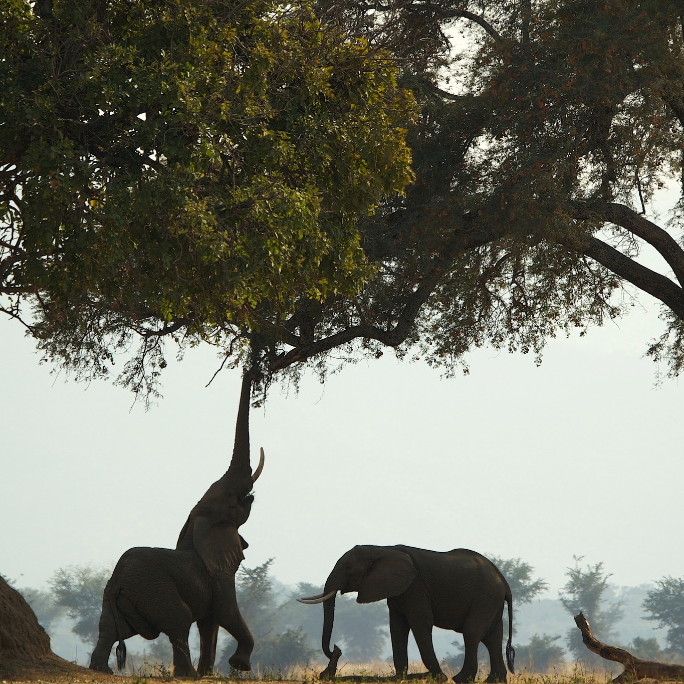...🦓 7 destinations. 7 ways to do safari right. All of them earned their place.
Catch the top 7 safari destinations in Africa, each offering its own signature style of adventure. From classic savannah scenes to water-bound wilderness and remote predator strongholds this is the list that separates the good from the unforgettable 🌍
📖 Read the full feature on page 148 of KhakiBush Magazine Issue #35 khakibush.com/your-free-emag (link in bio)
Which of the 7 is at the top of YOUR bucket list? Drop your guess in the comments 👇
#KhakiBush #Top7Safaris #SafariDestinations #AfricanSafari #BestSafari #BucketListAfrica #SafariBucketList #AfricaTravel #WildernessExperiences #BigFive #GreatMigration #LuxurySafari #AfricaTravelDirectory #CraigMitchell #FindYourAfricanAdventure #ProudlySouthAfrican #SafariLife #WildlifeTravel #PlanYourSafari