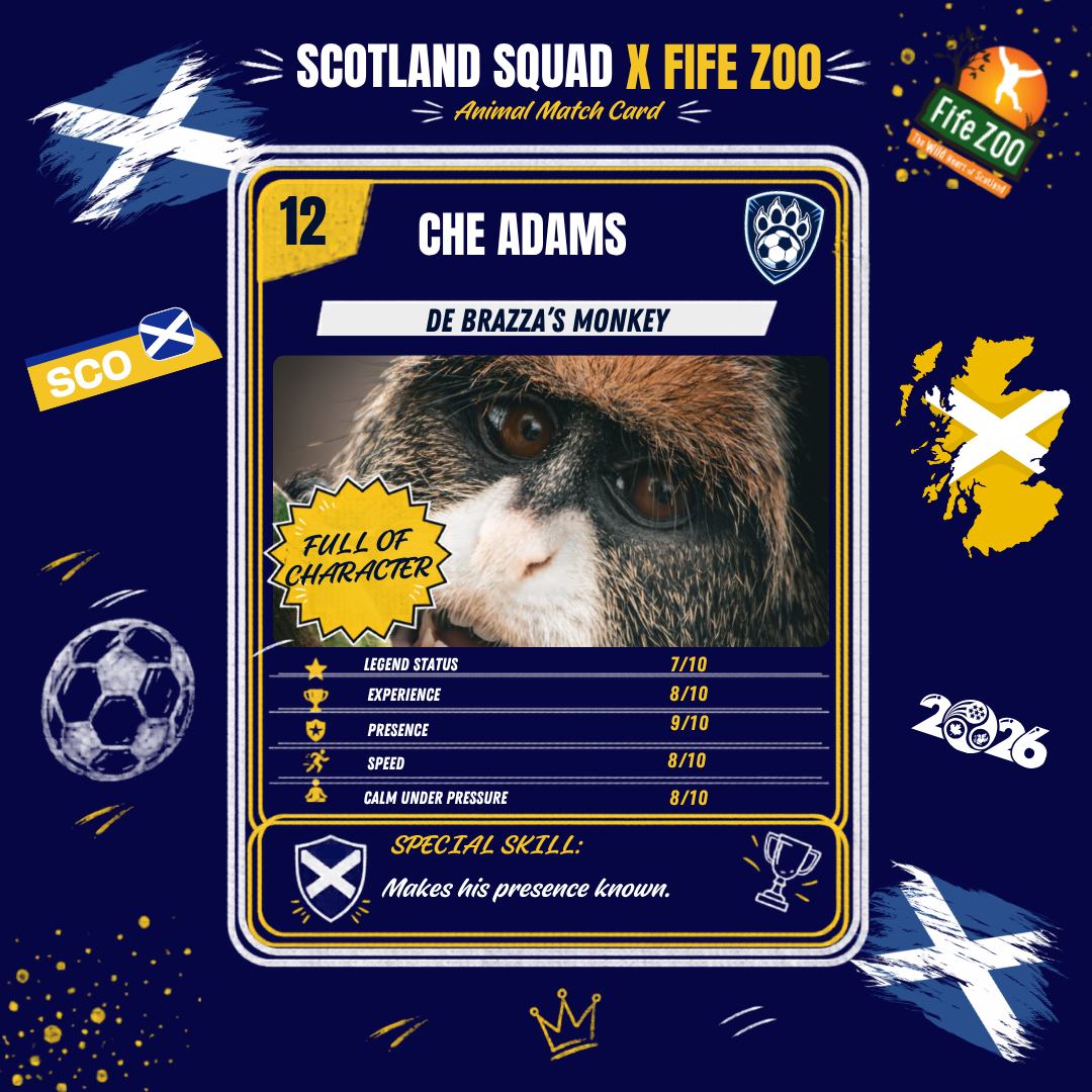 Scotland are heading to the World Cup for the first time since 1998… so of course, we had to celebrate Fife Zoo style! 🏴🦓
We’ve matched 12 Scotland players with some of our animals based on personality, playing style and, let’s be honest, pure vibes.
From Allingham the Grevy’s zebra giving Craig Gordon legend energy, to Angus Gunn on meerkat watch duty, we had far too much fun putting these together.
Do you agree with our pairings?
Who would you swap?
And which Fife Zoo animal would make your starting XI?
Let us know in the comments 👇
#football #tartanarmy #worldcup2026 #FifeZoo @scotlandnationalteam