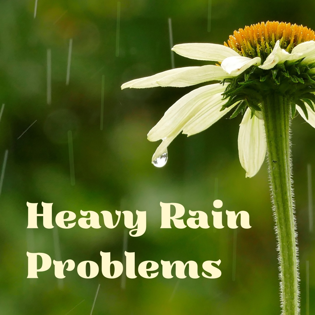 When gardens receive a lot of excess rain, there can be some issues that follow. Being aware of the possible difficulties can help you prevent as many of them as you can. 🌧️
1. Fungal Issues
Moist, rainy conditions are perfect for fungal disease such as powdery mildew, leaf spot, and fuzzy grey mold to spread. To avoid these problems, try to keep air circulating around the leaves and stems, prune excess leaves or dead plant material to avoid rot, and apply fungicides as a proactive measure to prevent fungal issues (or prevent existing issues from spreading around!).
2. Stunted Growth
Plants that love the heat like tomatoes, peppers, herbs, and many flowers will be struggling more than usual in this weather. Overcast skies and wet, windy conditions can cause a lot of stress and slow flower and fruit development. There's not much you can do to improve their growth, but fertilize properly and avoid watering while the soil is very moist.
3. Slugs & Snails
Certain pests do better in the shade than the hot sun. Slugs and snails can be seen on overcast days and rainy weather, as they like to keep their bodies moist. You'll want to keep an eye out for damage to your plant's foliage as a sign of hungry critters!
4. Root Rot
The soil can easily be saturated with water when heavy rain occurs. Try to prevent big pools by amending with compost to break up dense soil, and aerating the soil to fix compaction. Avoid walking on soggy soil, it makes it further compacted and harder for bulbs and roots to breathe!
5. Wind Damage
With rain often comes wind - try to shield your garden from strong winds! If plants do bend, leave them be to recover rather than forcing them back upright, as many plants can straighten themselves out in time with proper care. Forced straightening can break fragile plant cell walls.
With the right care, you can keep your garden protected for sunnier days! ☀️
.
#apacheseeds #yeg #edmonton #yeglocalbusiness #yeghorticulture #shopyeg #gardening #gardeningtips