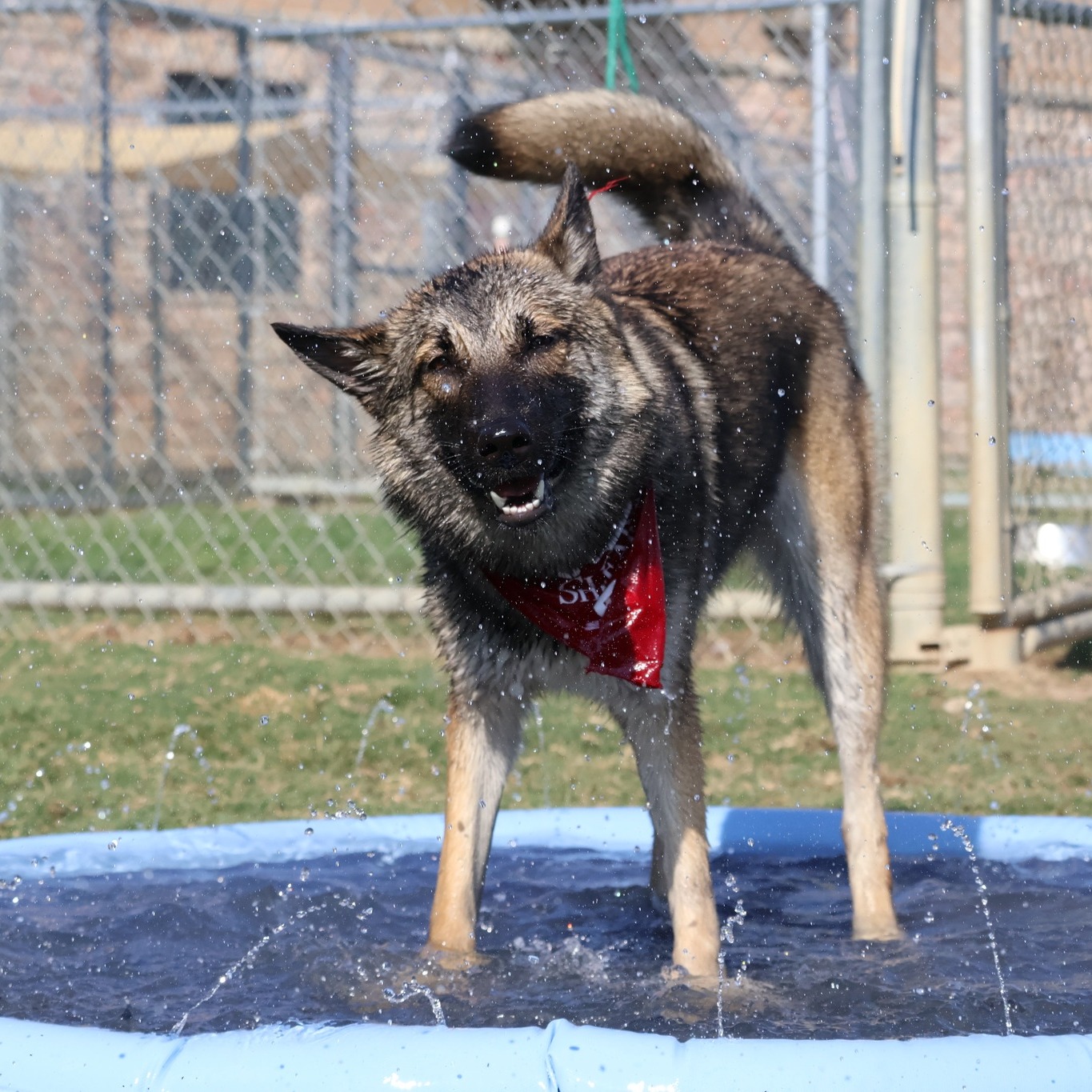 🐾 Adoption Update: Juniper 🐾 It's hard to believe that Juniper (now Riley) has been in her forever home since May 10, 2025! 💖
Her dad shared an update that absolutely melted our hearts:
"She's doing great in the year she's been with me. She's the greatest dog I've ever had-- just about a month ago, she made it completely out of her shell. She has become vocal again and is the biggest cuddle bug!"
We're so happy to hear that this sweet girl is thriving and living her best life with a family who adores her. Thank you to Riley's dad for giving her the chance to become the confident & cuddly pup she was always meant to be! 🐶