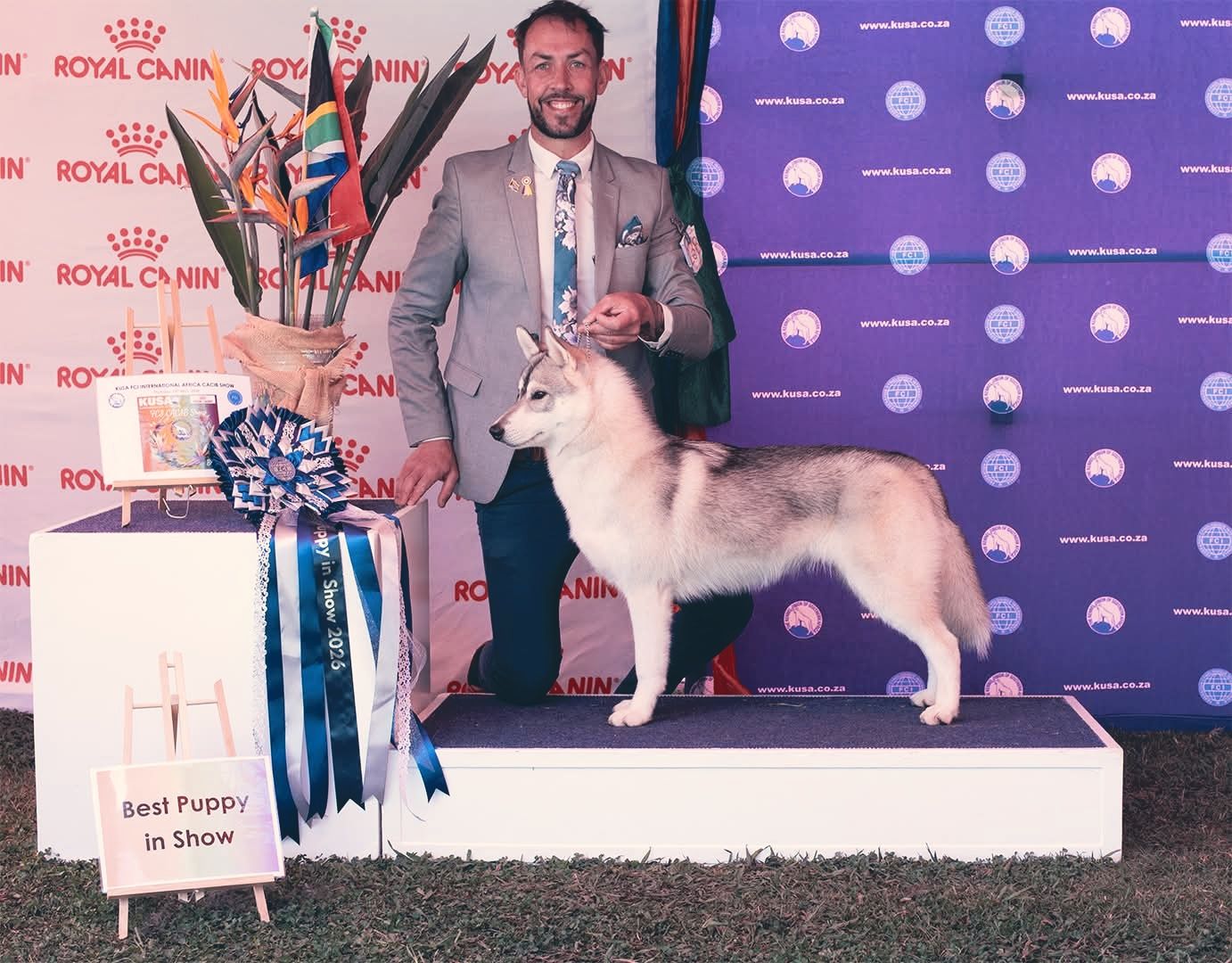 Our latest member of the team ~ Ren (Knox x Kuyopi)
MBPIS BBPIS SpiritKeeper's Rendezvous JM had a good weekend at the KUSA Classic weekend before we set off for ๐ฎ๐น.
She was awarded:
๐ Best Puppy in Show
๐ Best Puppy in Breed x 4
๐ CC
๐ RCC
๐ A20 CAC
๐ Reserve KUSA National Working Puppy
๐ 2 x Puppy Group 2nd.
Ren is 7.5 months old.