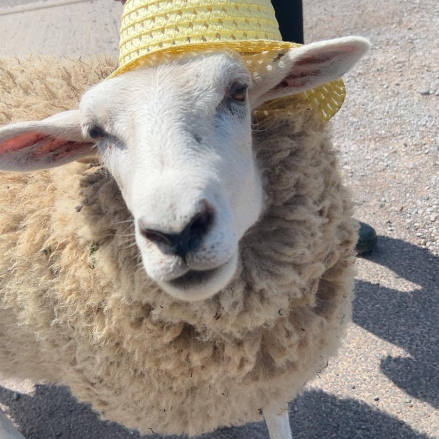 Would you be interested in an evening farm tour for adults?
We’re looking at the idea of running an adult evening farm tour, around 6pm–8pm, here at Little Clayhill Farm.
It would include a relaxed tour around the farm, a chance to meet and greet the animals, learn a bit about what we do here, and then finish off with a lovely cream tea.
This would be aimed more at adults who would enjoy a quieter, slower-paced visit to the farm in the evening.
Before we make any plans, we’d love to know if this is something people would be interested in.
Please comment below if you’d like to come along, or tag someone who might enjoy this! 🐑☕