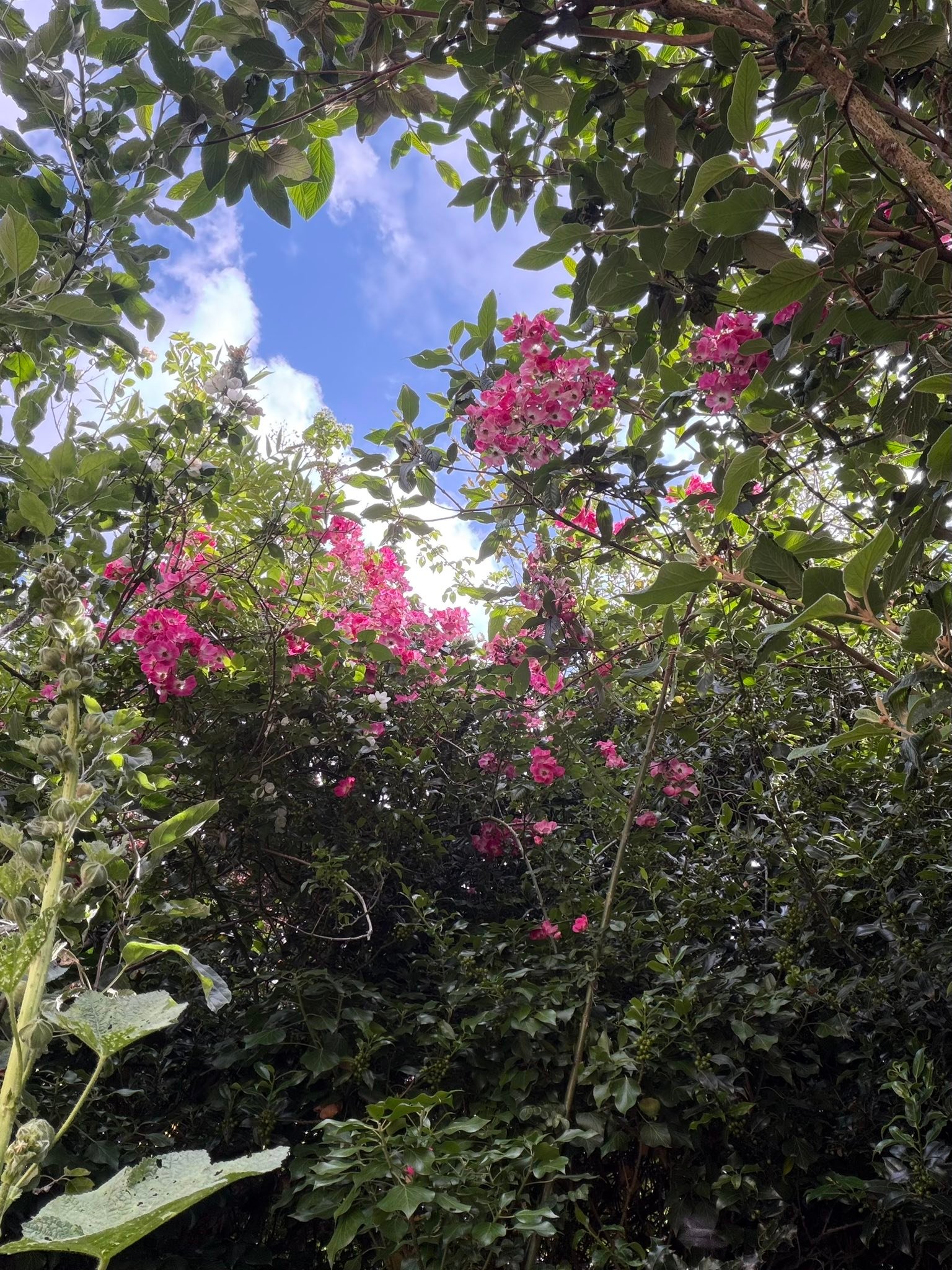 You need a lot of patience when gardening… things take time to grow, but it is always worth the wait. I planted this Rose about 5 -6 years ago and it did nothing, until now …. Wow! Growing through my trees, just stunning. And the scarlet tiger was still there too. How blessed are we to see such beauty.
