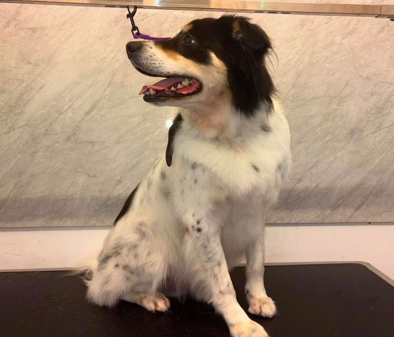 ✨ Storm looking handsome after his groom today ✨
A good bath, de-shed, brush through and tidy up to keep that beautiful coat in top condition. 🐾