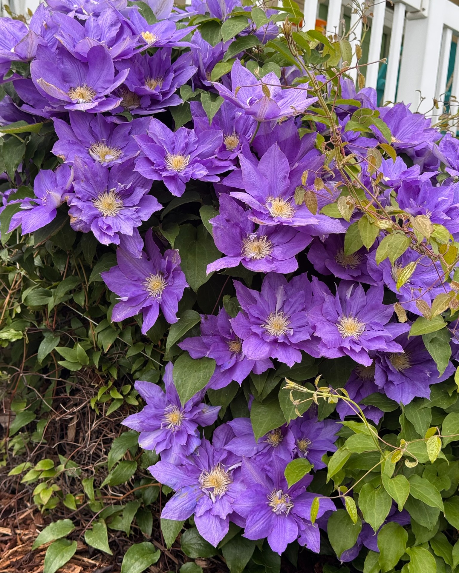 Today’s garden spotlight belongs to this overachieving clematis. 💜 One or two blooms would have been lovely, but this vine clearly had bigger plans.
#Clematis #PurpleClematis #GardenBlooms #FlowerPhotography #InMyGarden