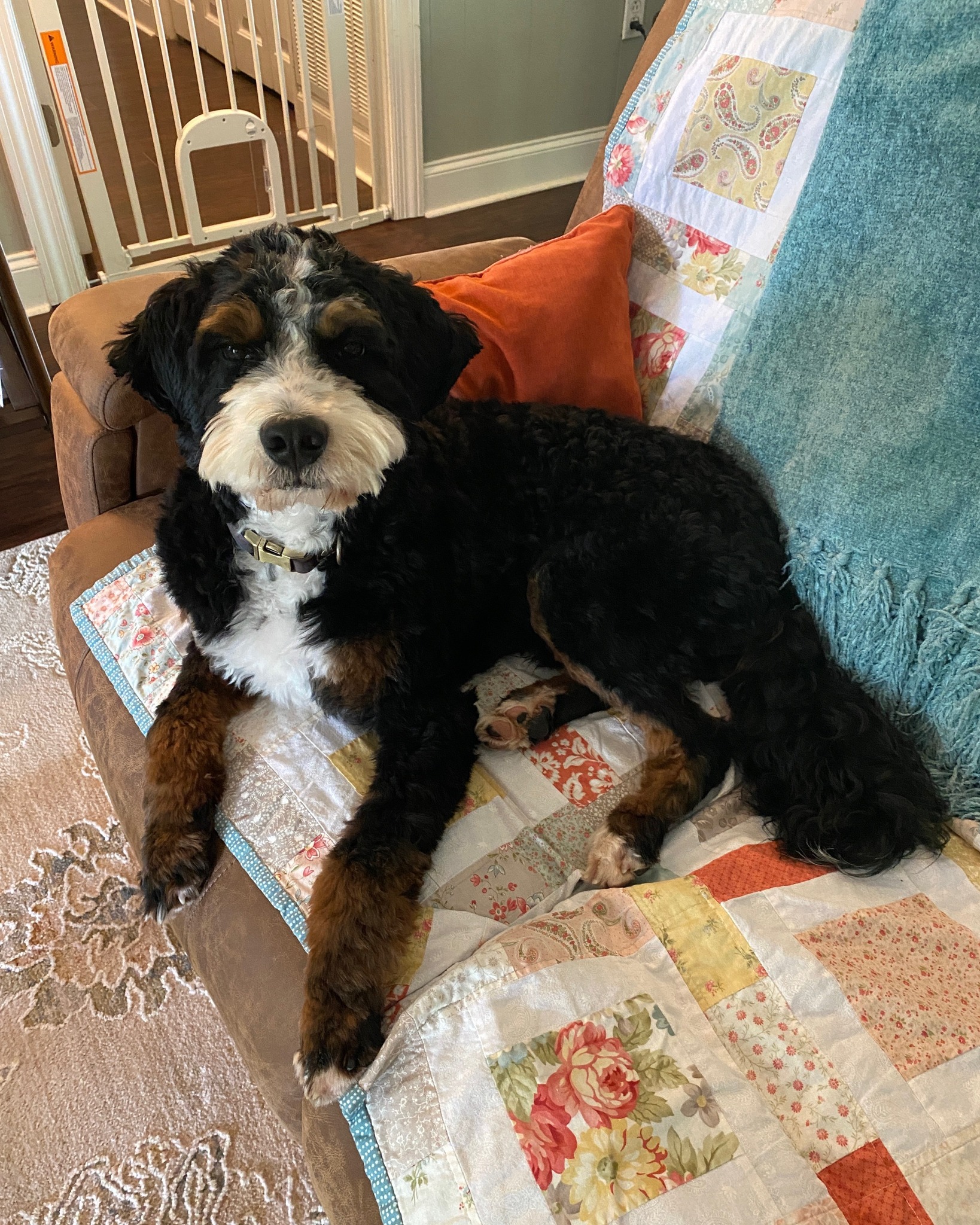We can't wait to use Ranger this fall! Such a handsome stud!!
#bernedoodles #minibernedoodles