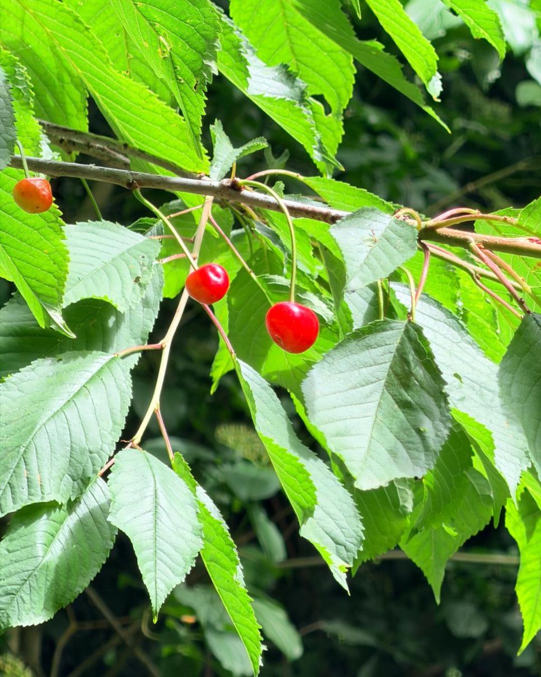 Het is weer 🍒 kersentijd! Ben je bij ons te gast, ga dan zeker overheerlijke kersen halen bij Kersenbedrijf Jo en Monica Schaepkens in Klimmen!
#kersentijd #kersenboerderij #huiskenshof #visitzuidlimburg
