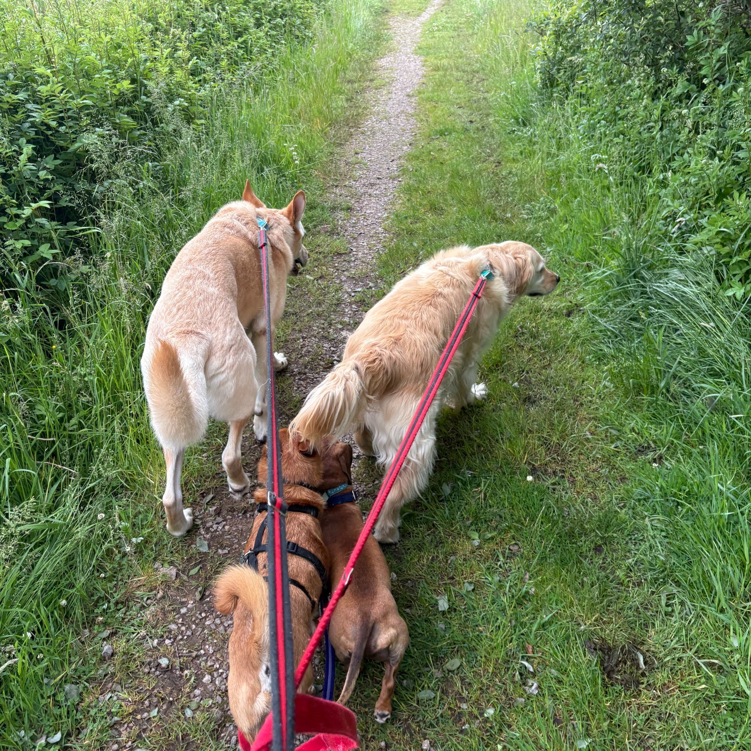 Rico, Ivy, Bruce and Stanley 🥰