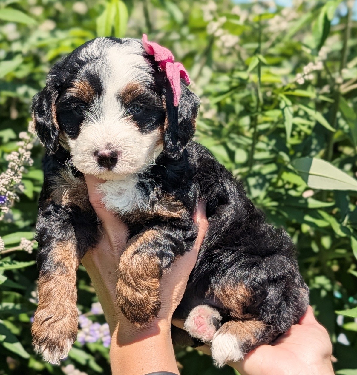 This sweet girl is still looking for a guardian family! She'll be ready to go home next weekend!!