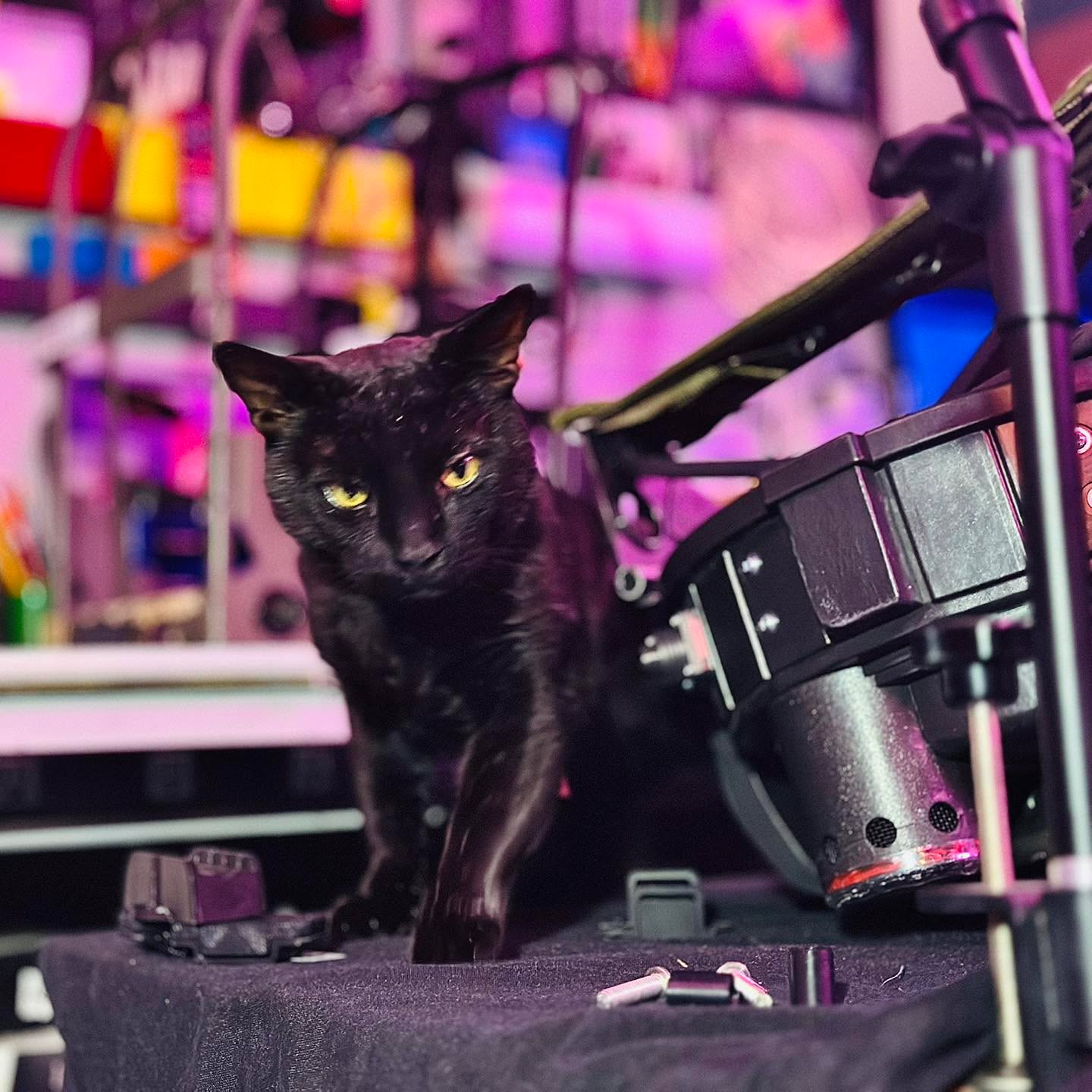 We’re here to help you mount an ALICE frame to your Hasbro proton pack.
He’s here to silently judge your choice of frame from the bench.
#shopcat #shopcatsofinstagram #shopcatlife #hasbroprotonpack #ghostbusters #protonpack #protonpacks #protonpackbuild #ProtonPack #hasbrackets #dirtfarmerindustries