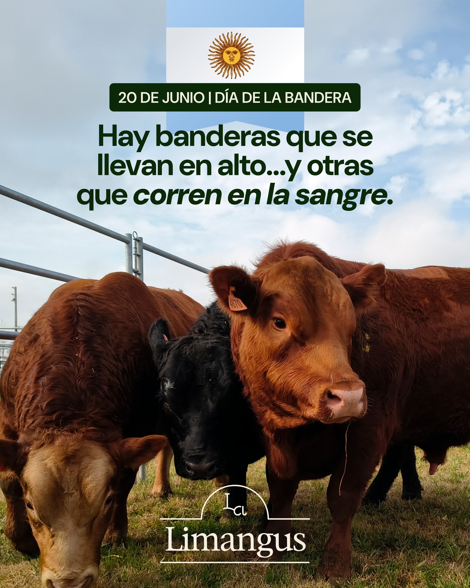Esta en nuestro adn
Está en nuestra sangre 🩵🤍🩵
Limangus, la raza 🇦🇷
#limangusargentina #ganaderia #larazaargentina #carneargentina🇦🇷 #agro