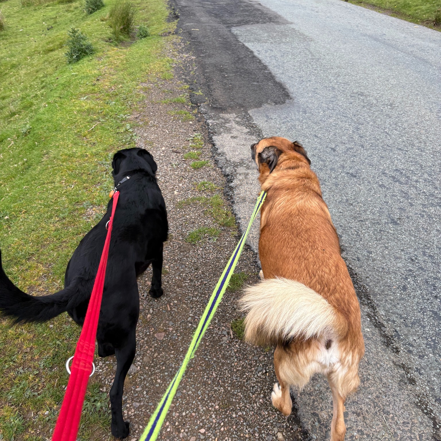 Daryl and Lucy 🐾
Do you have a dog that loves a good sniff and is partial to a crazy zoom?
They’re in luck - these two are looking for another pal to join their tribe!
(All sizes welcome, our groups are based on play styles and energy!)
www.scallywagzpetservices.co.uk/enquiryform