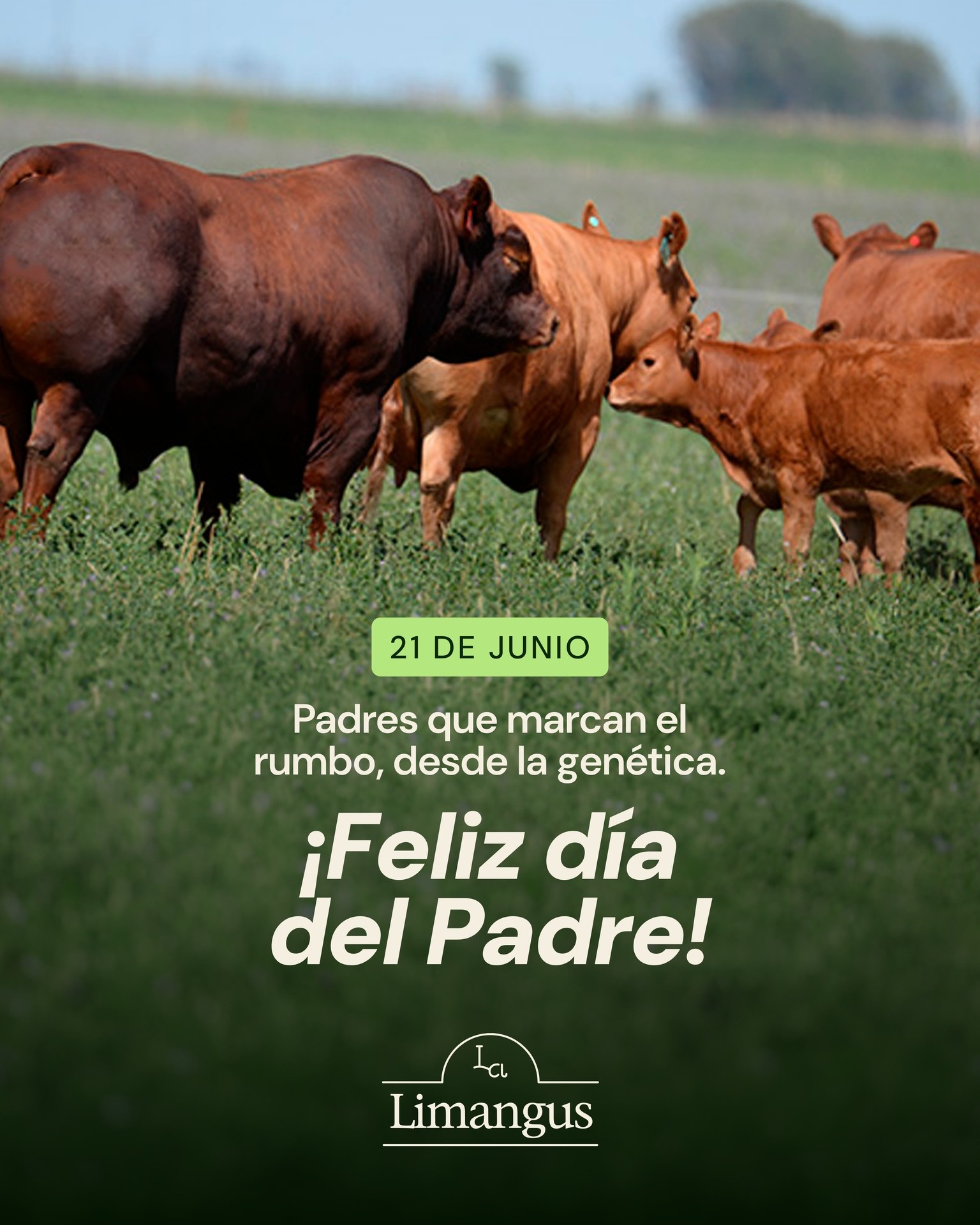 ¡Feliz día del Padre!🐂
#limangusargentina #ganaderia #larazaargentina #carneargentina #campoargentino