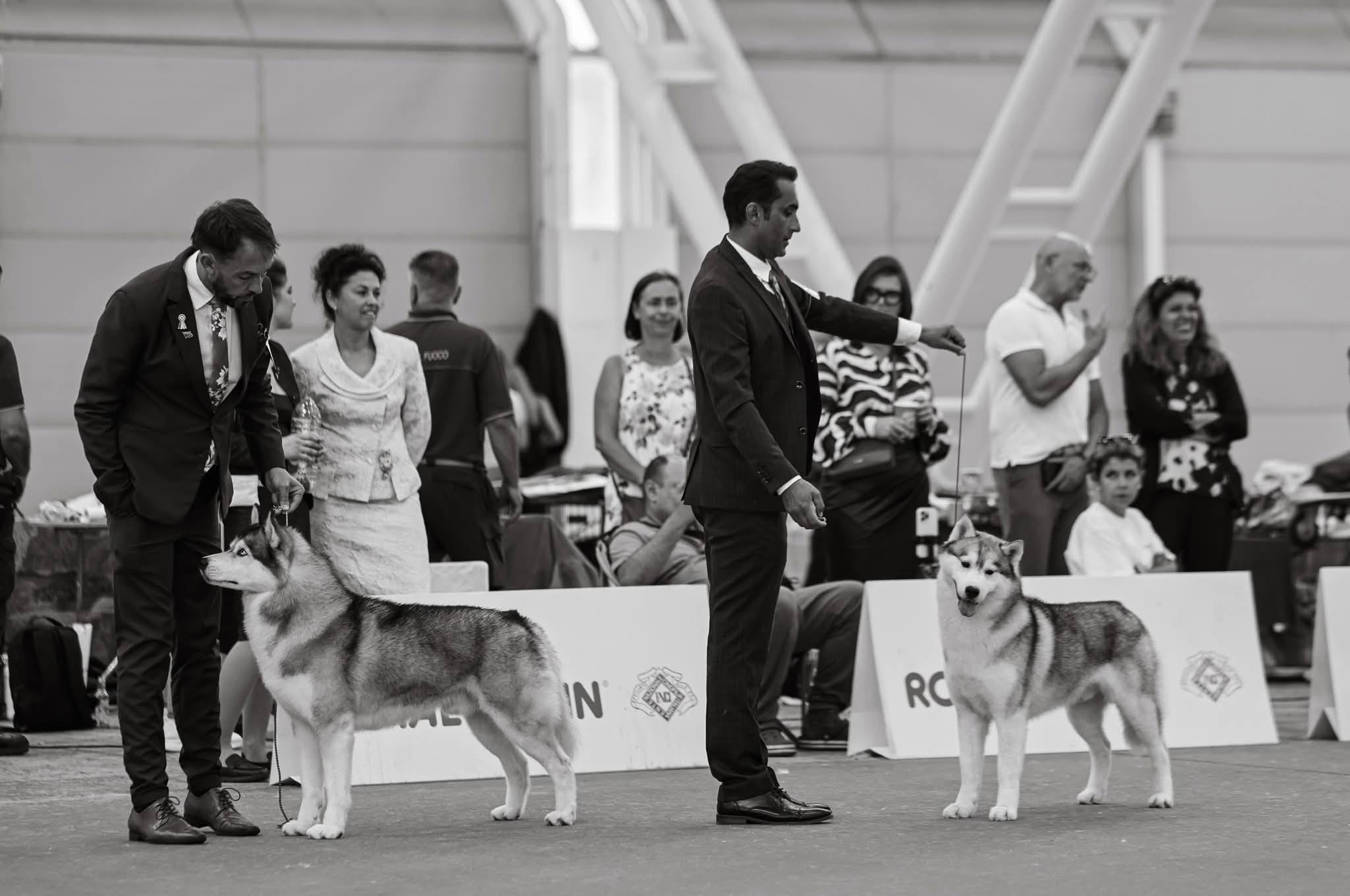 WDS 2026 ๐ฎ๐น ๐ฎ๐น ๐ฎ๐น KNOXY!!!!
Thank you for the photos Diana Kvitsiniya!
MBIS MBISS SP CH INT CH Hightower's Knoxville Cowboy with SpiritKeeper JM Nat.Dog'25 Nat.Working'24 '25 ZAW'24 '25 CGC br
Knox's Journey to WDS 2026