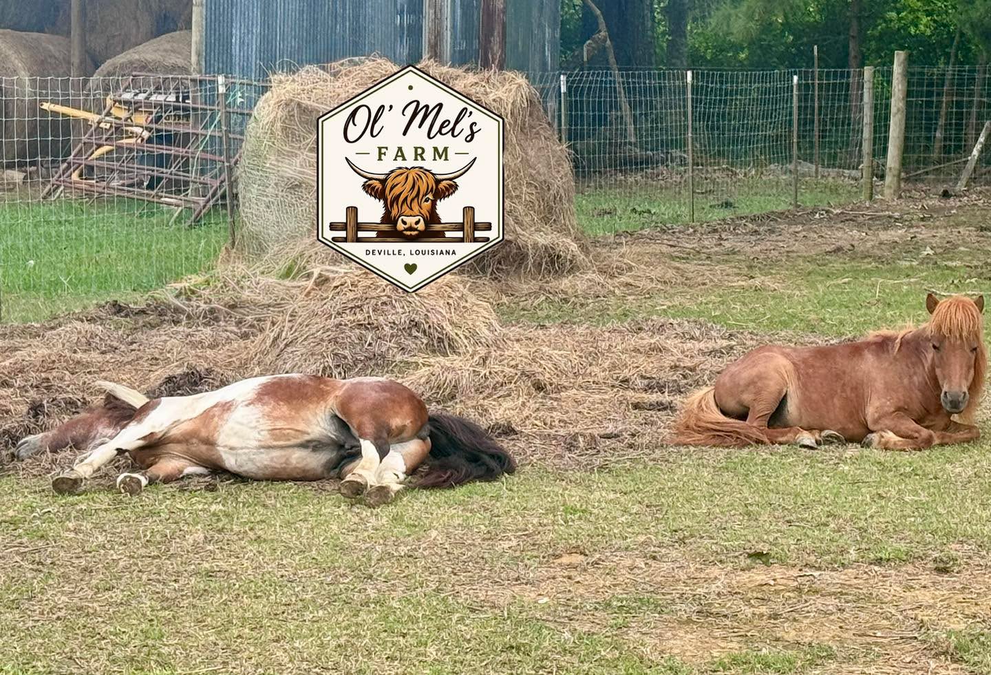 Lucy and Cajun both said that they are over summer already. #summervibes☀️