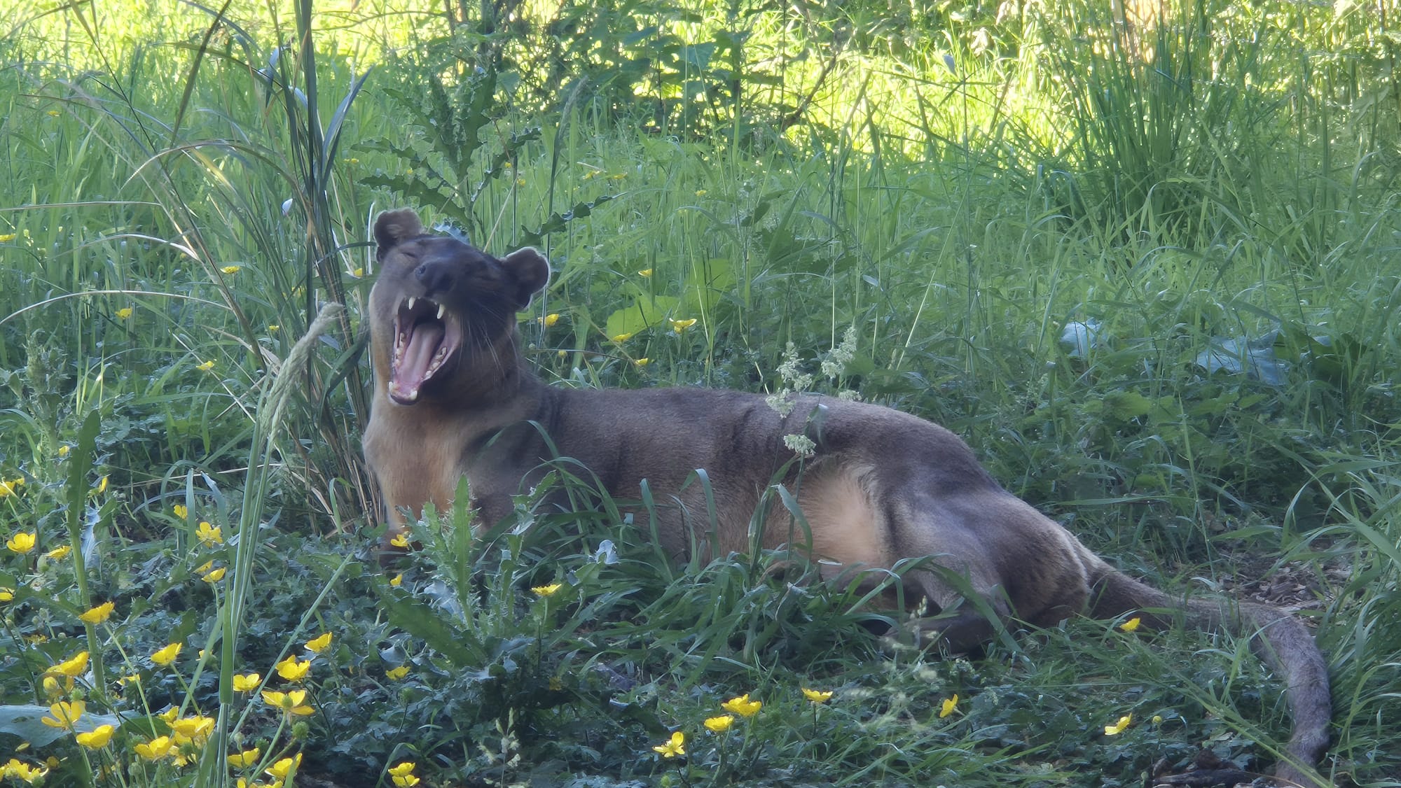Isalo has the Friday feels clearly 😴
Our fossa has been showing off a very impressive yawn — and honestly, we can relate.
Fossa are Madagascar’s largest carnivores, and while they might look cat-like, they’re actually in a family all of their own. When they’re not busy exploring, climbing or keeping a very close eye on everything around them, they’re very good at taking a well-earned rest.
Big weekend energy from Isalo. 🐾