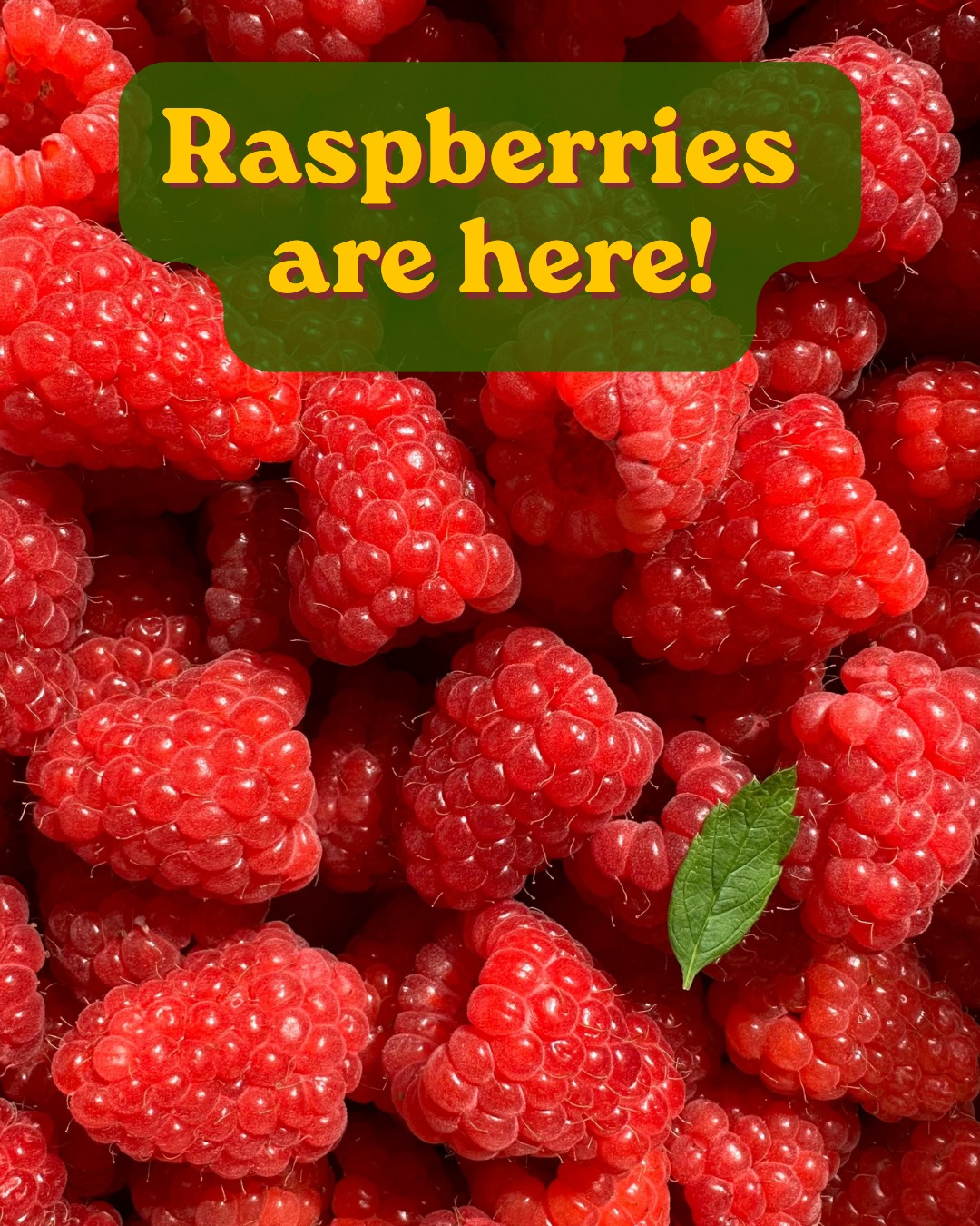 Haven't finished your order for the week? Make sure to add the season's first raspberries to your cart.
#BaltimoreEats #BuyLocalBaltimore #GroceryDelivery #MarylandMade #ChesapeakeRegion #FarmToTable #LocalFood #SupportLocalFarms