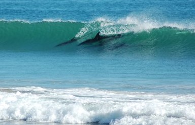 I saw Dolphins surfing yesterday at Back Beach.
Lucky, lucky me!
(This is not my photo.)
www.aglassyday.au
M. 0447 212 010