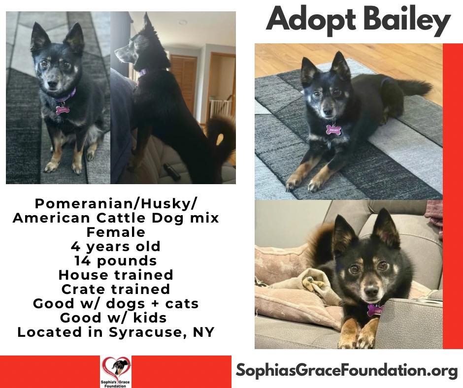 🐾 MEET BAILEY: The Ultimate "Forever Puppy" Ready for Her Next Big Adventure! 🐾
Meet Bailey! This happy, absolutely precious little girl is on the lookout for a forever family who has plenty of time to share in her joyful approach to life.
Bailey has been deeply loved since she was just 6 months old, but with her current family's changing work schedules and busy commitments outside the home, they've made the heartbreaking decision to find her a home where she can get the daily time and attention she thrives on. She is fully housetrained, wonderfully well-behaved, and completely non-destructive, making her an easy, dream addition to the family!
✨ The Perfect Mix & The Perfect Size
Ever wonder what you get when you mix Pomeranian, Siberian Husky, and Australian Cattle Dog? (Yep, her DNA test proved it!) You get Bailey! She looks like a permanent "forever puppy" and is truly the most perfect, compact size.
❤️ Why Bailey is an Absolute Catch:
🦋 The Ultimate Social Butterfly: Bailey loves *everyone*—adults, kids, other dogs, and even cats! She has never met a stranger and greets every visitor with pure enthusiasm.
☺️ Ready for Fun: She has excellent leash manners, loves going for daily walks, and is always ready for a fun car ride.
😌 Flawless Temperament: She is sweet, adaptable, and genuinely the ultimate companion.
Whoever adopts this beautiful girl is going to be incredibly lucky to have such a loyal, loving best friend.
✅ Pomeranian/Siberian Husky/Australian Cattle Dog Mix
✅ 4 years old
✅ Female, spayed
✅ 14 pounds
✅ House trained
✅ Crate trained
✅ Good with Kids
✅ Good with Dogs
✅ Good with Cats
📍 Syracuse, NY
Ready to welcome Bailey home? Apply today!
🔗 https://www.sophiasgracefoundation.org/available-dogs/copy-of-winston
#AdoptDontShop #RescueDog #ForeverPuppy #DogForAdoption #PomeranianMix #HuskyMix #PerfectDog #fosteringsaveslives #cattledogmix #rescuedismyfavoritebreed #smallbreedrescue #dachshundrescue #sgfrescue #sophiasgracefoundation #syracuseny