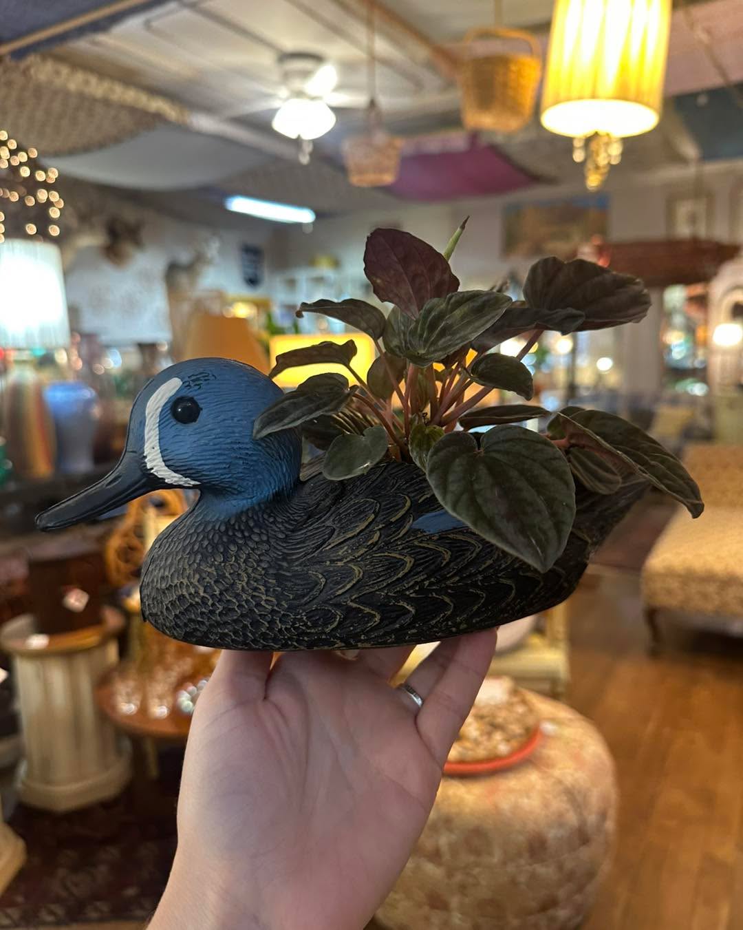 Something fun and unusual around every corner at your local eclectic emporium! Open for you today from 10-6 🦆