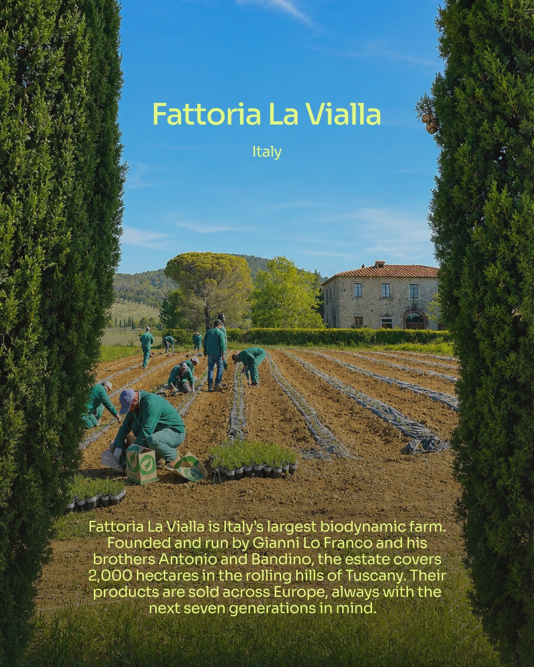 👉Fattoria La Vialla / @fattorialavialla / 📍Italy
Fattoria La Vialla, Italy's largest biodynamic farm, is built on a belief rooted in decades of hard work and a vision for a better future.
For nearly 50 years, the 2,459-hectare farm has been cultivated without synthetic chemicals or pesticides, in complete harmony with nature, sustained by 202 dedicated employees.
Grapes become wine, olives become oil, even olive wastewater becomes health shots. Everything grown is transformed on-site. The farm has been climate positive every year since 2007 and has helped 91 farming families across Italy convert to organic.
Gianni, along with his brothers Antonio and Bandino, lead the way for farming at scale. "For us, agriculture is not just production. It is the transformation of land, of community, and of consciousness," says Gianni.
🔗 Follow the link in @top50farmers bio for the full story on how Gianni Lo Franco and his brothers are building a future for the next seven generations.
✍️ Written by @top50farmers and @bonattos_
#top50farmers #giannilofranco #top50farmers2026 #fattorialavialla #t50f2026 #T50F #regenag #regenerativeagriculture #regenerativefarming #soilhealth #knowyourfarmer #futureoffarming #europe #italy