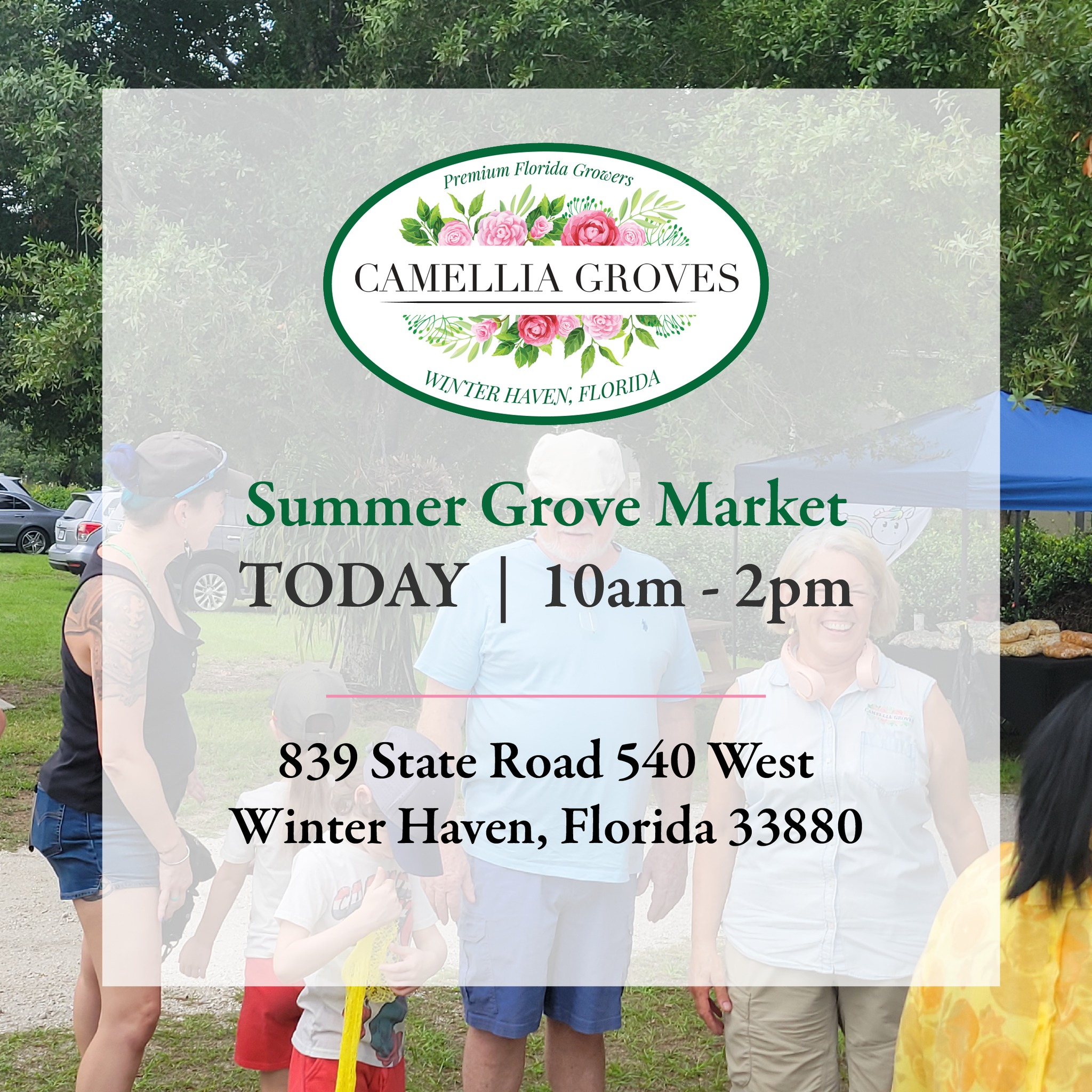 We've discovered that Facebook is displaying the wrong address on our event page, and unfortunately it won't let us edit it.
If you're joining us this Sunday, please use this address in your GPS:
📍 839 State Road 540 W
Winter Haven, FL 33880
🗓 Sunday, June 28
🕙 10:00 AM – 2:00 PM
We'll have local vendors, live music, Camellia Groves pantry favorites, bagged lemons, lemon treats, fresh-baked goodies, honey, and plenty of reasons to spend a relaxing morning at the grove.
Thank you for your patience, and we'll see you at the grove! 💛