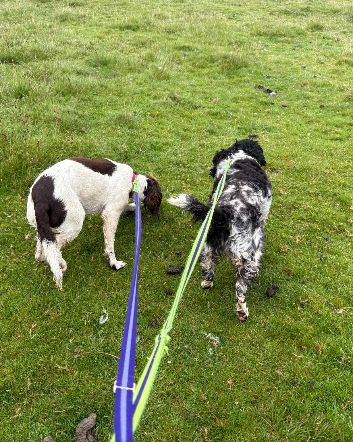 Millie and Maeve
🐶 Would your pup love to join in on the fun?
📝 Simply fill in our enquiry form!
www.scallywagzpetservices.co.uk/enquiryform